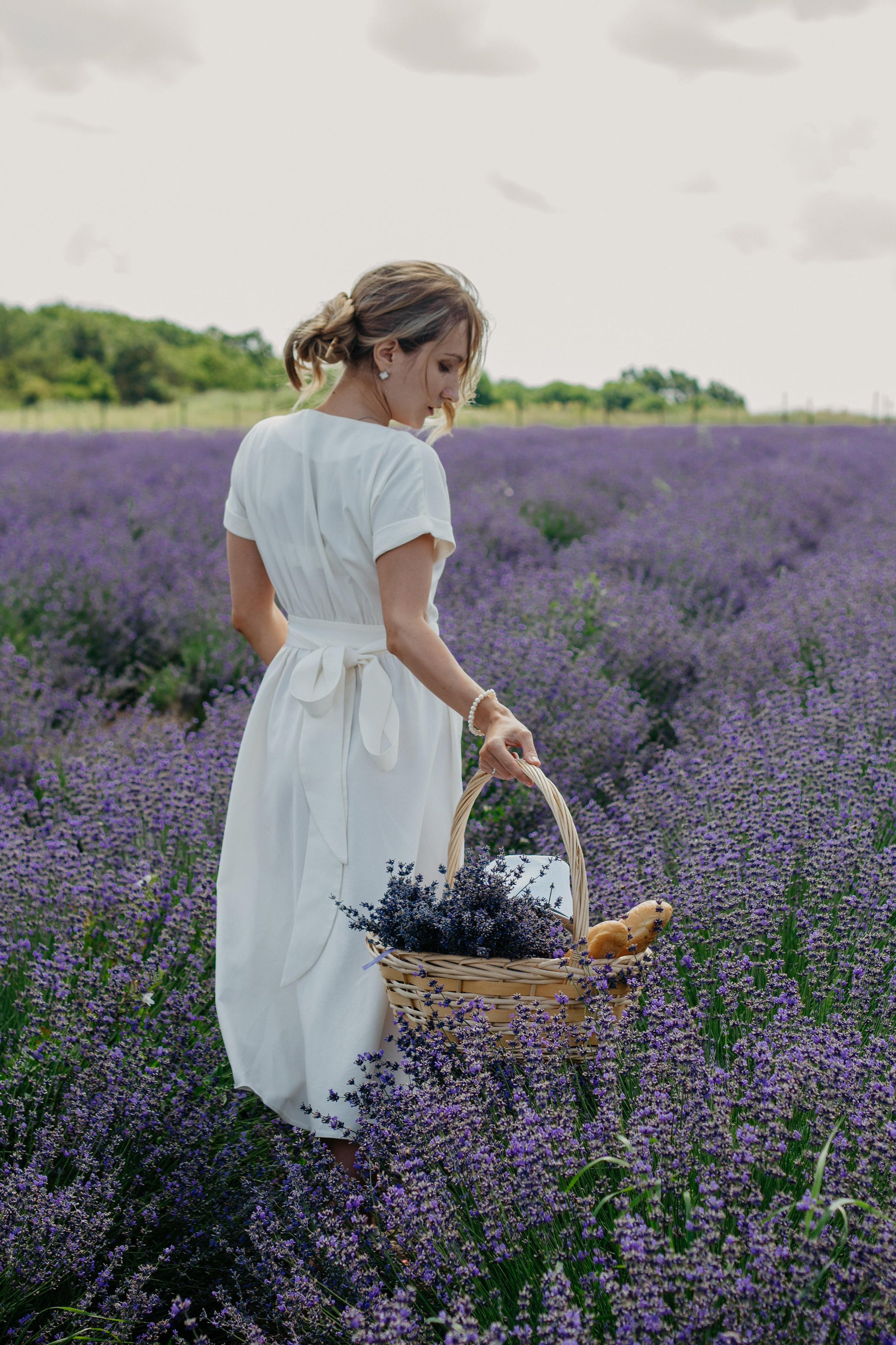 Лаванда. Главная