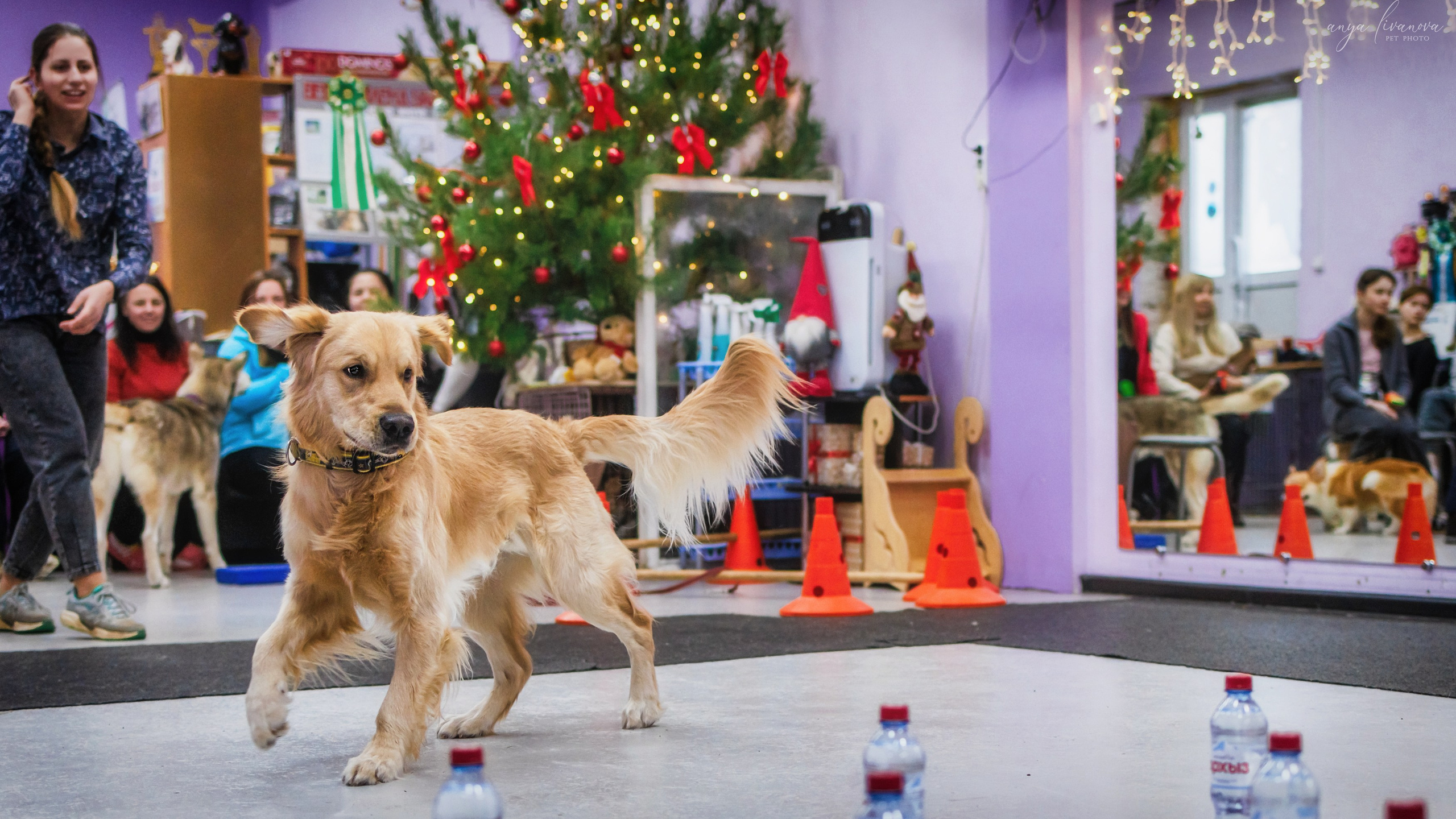 НГ конкурсы в «Simply the Best». Фотограф анималист Аня Ливанова | Рыбинск