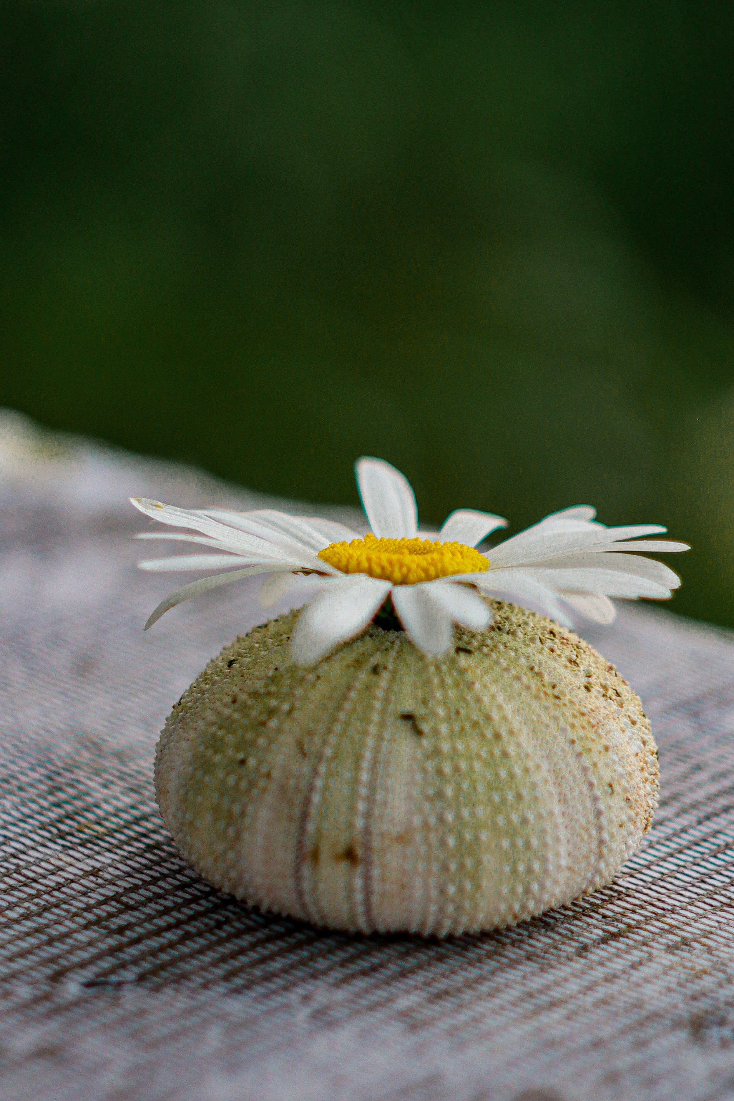 Маяк Тонин на мысе Свободном. Карафуто. Фотограф в Южно-Сахалинске Гусаков Евгений