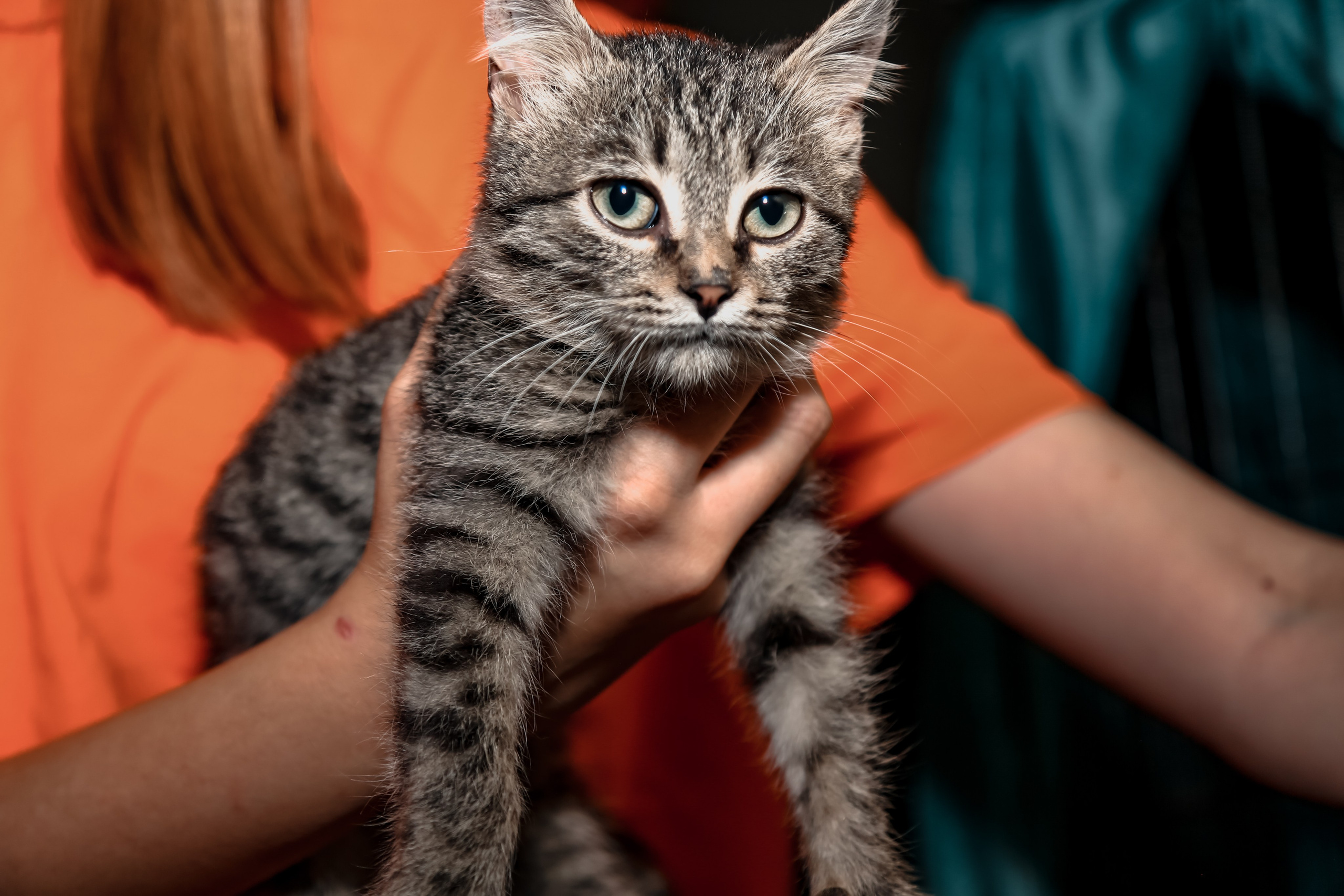 Приют Кошкин Дом Филимоша. Ваш фотограф в Оренбурге Рощупкина Екатерина