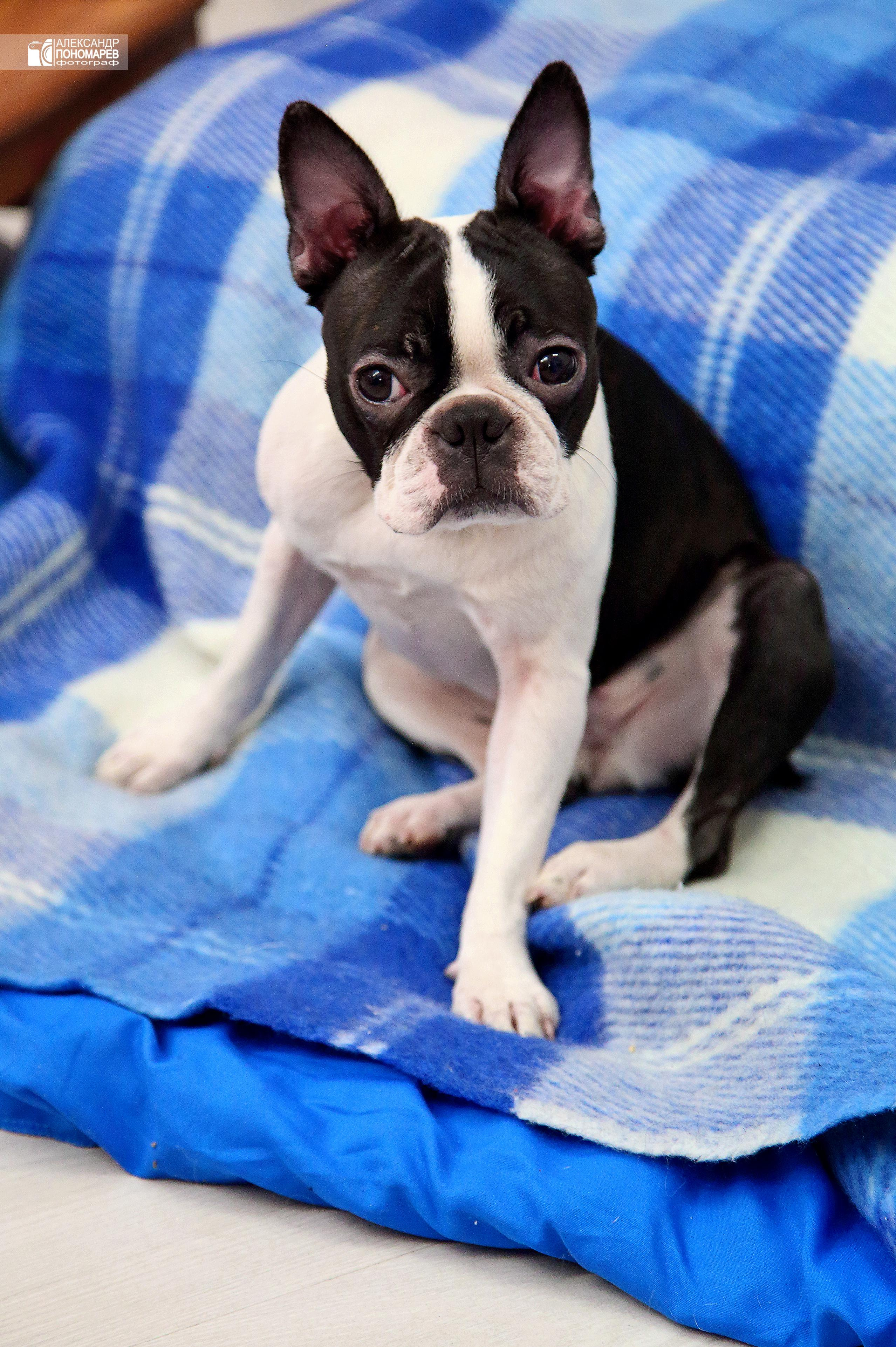 Новогодняя фотосессия. Фотосалон «Ракурс» в Курске