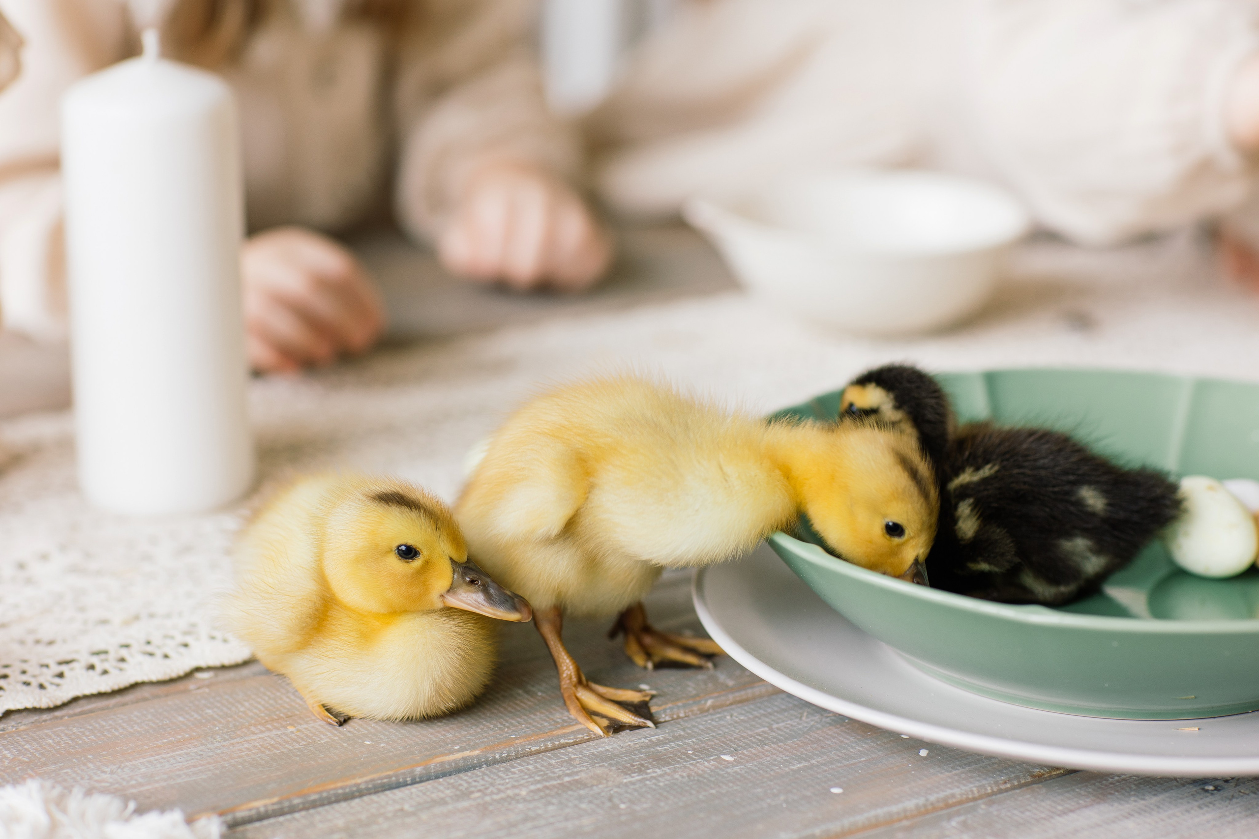 Варя и Мира фотосессия к Пасхе. Семейный фотограф Толстикова Кристина