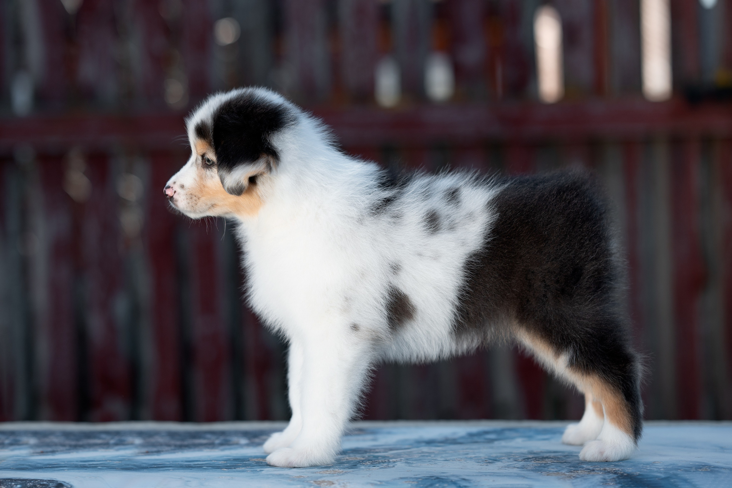 Заводчик Влада Эльман. Творческий фотограф Вологда