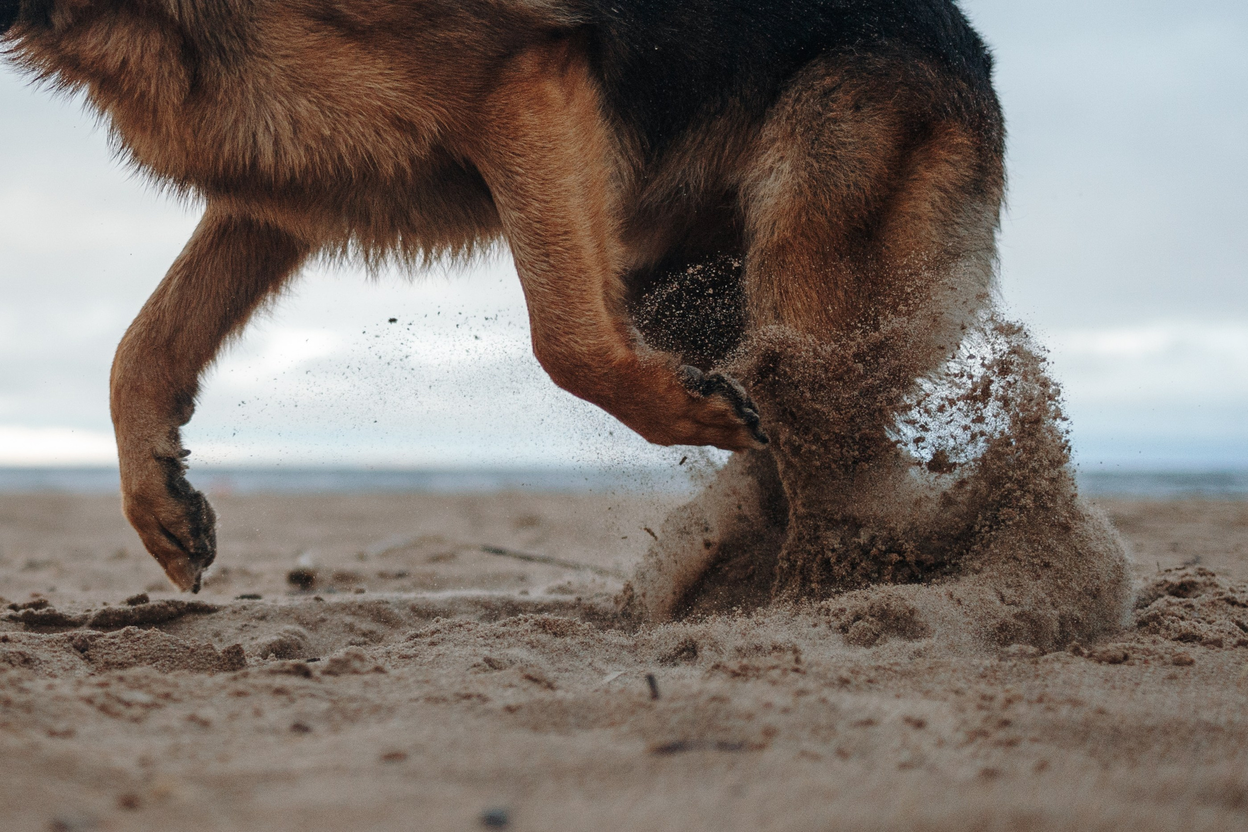 Катя и Агат. Фотограф — Анималист | Санкт-Петербург