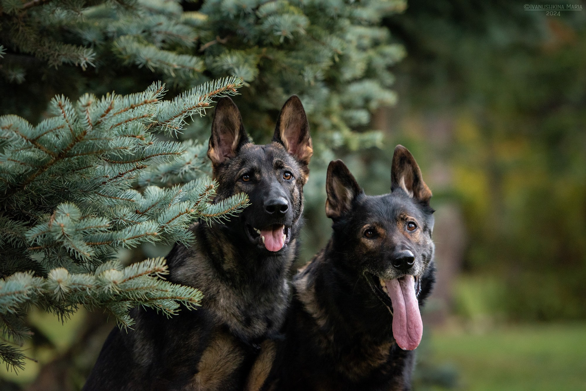 немецкие овчарки