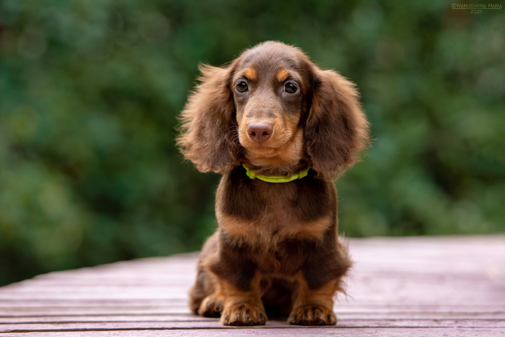 Фотосессия щенков на продажу. Фотограф собак в Москве и Московской области Иванушкина Мария