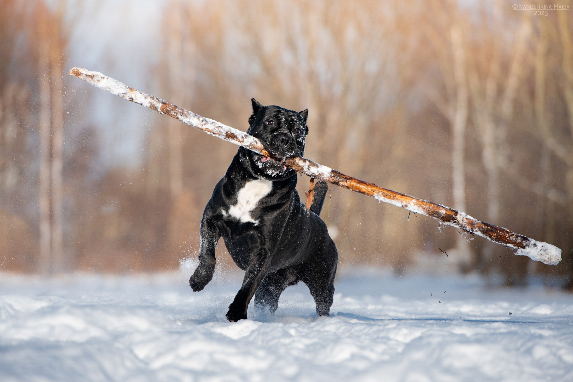 кане корсо играет в большую палку