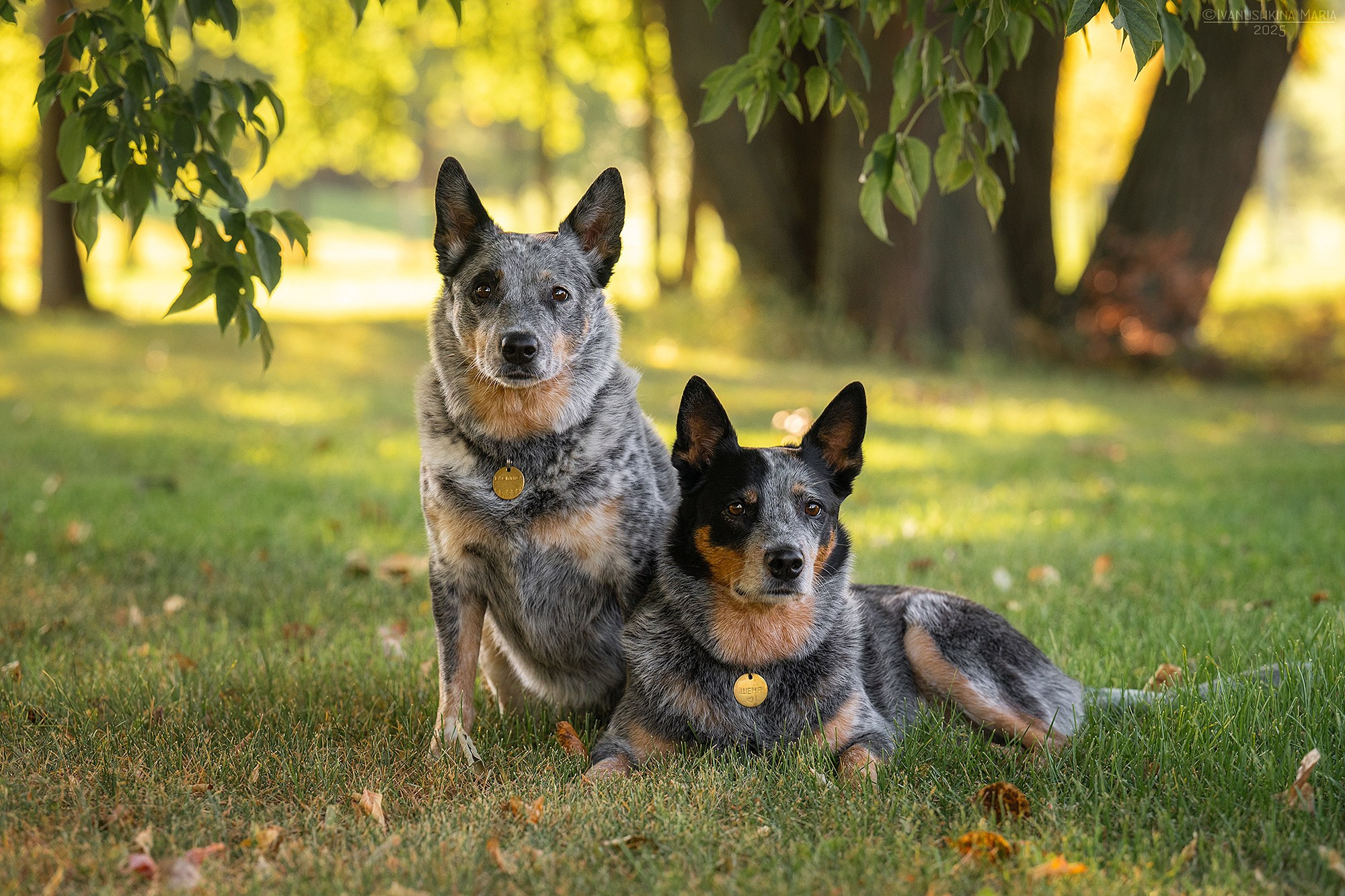 Фотограф-анималист. Фотограф собак в Москве и Московской области Иванушкина Мария