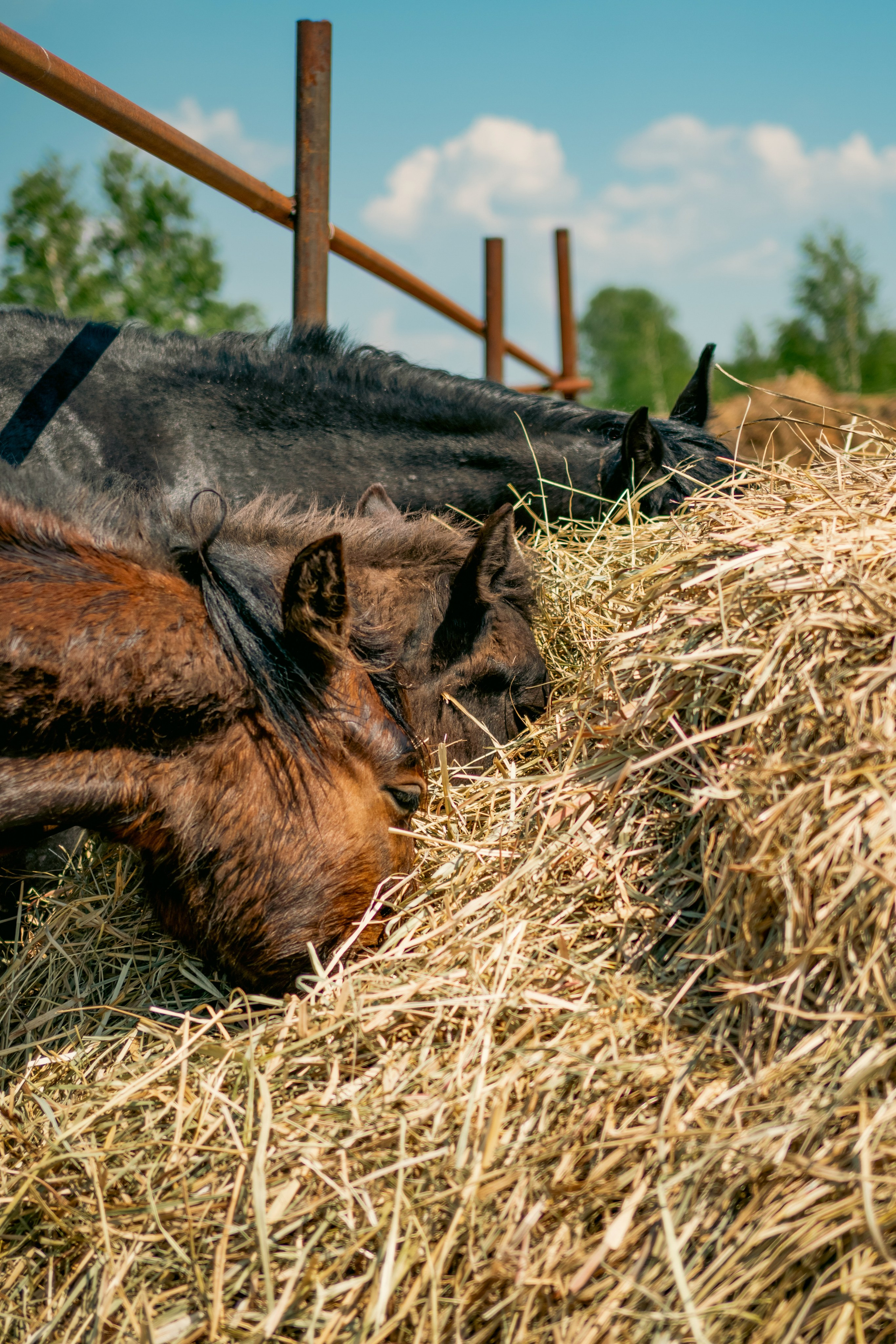 Репортаж/Портреты. …
