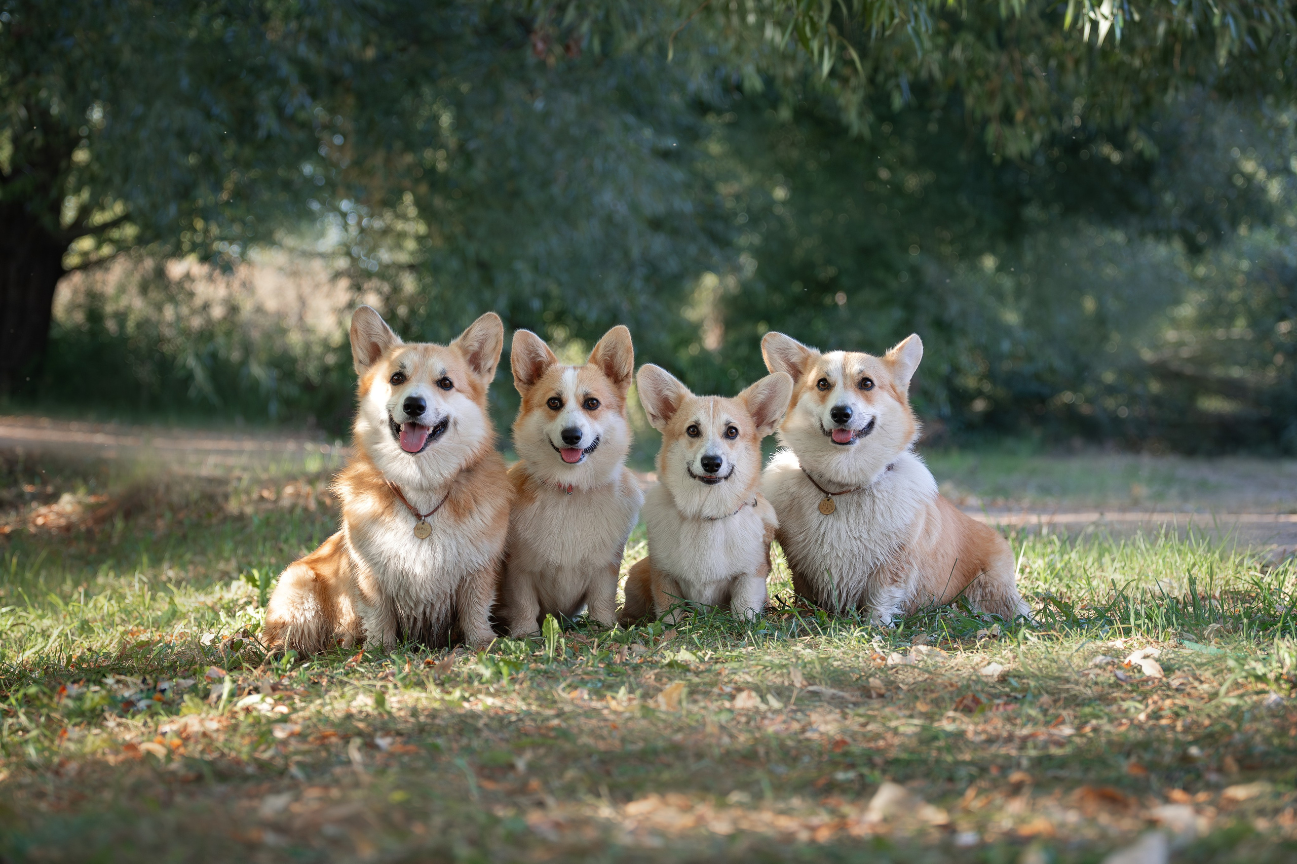 Фотосъёмка собак. Семейный и анималист фотограф в Переславле Анастасия Гусева