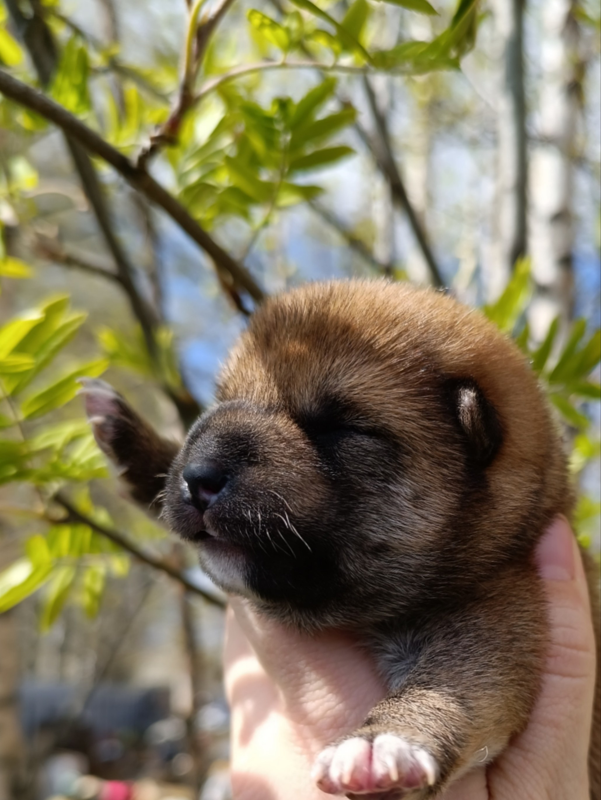 сиба питомник Рубилайт щенки на продажу rubylight  сиба щенки купить СПб Санкт-Петербург