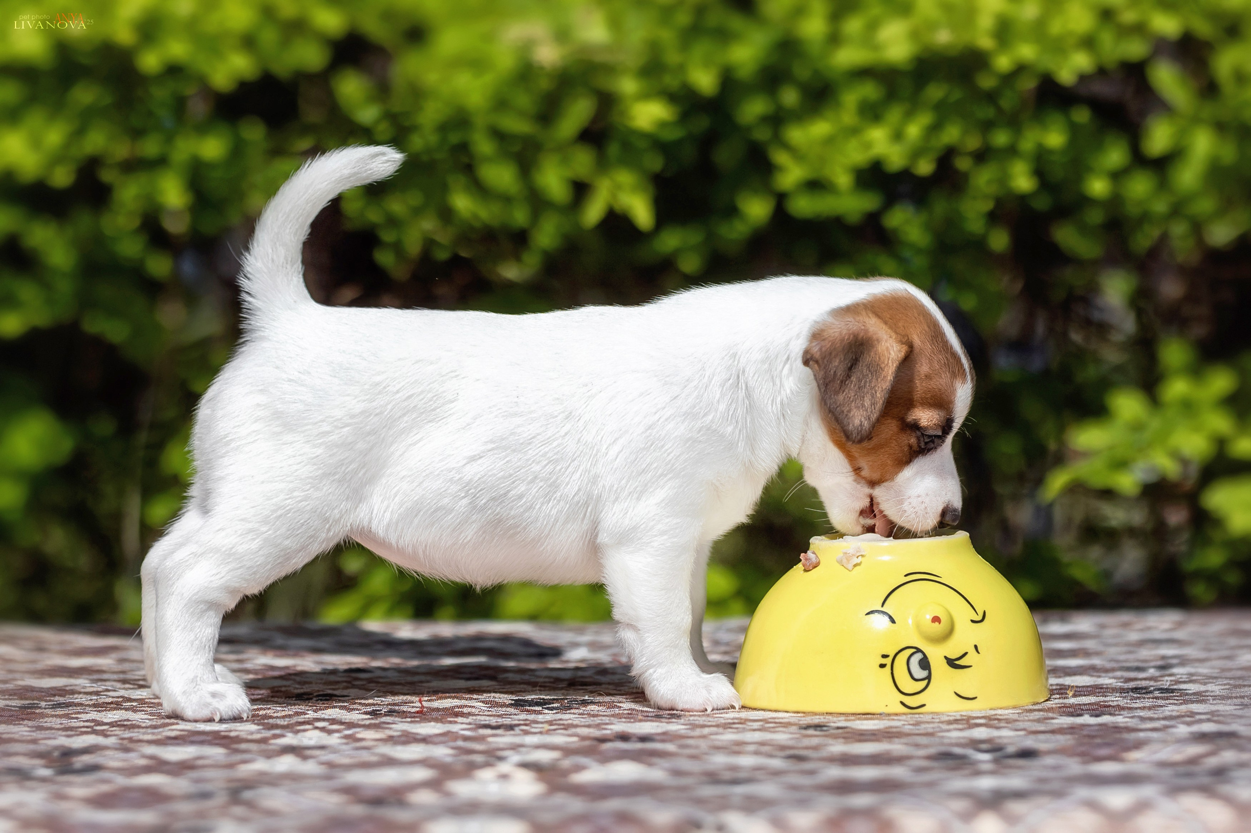 ДРТ. Фотограф анималист Аня Ливанова | Рыбинск