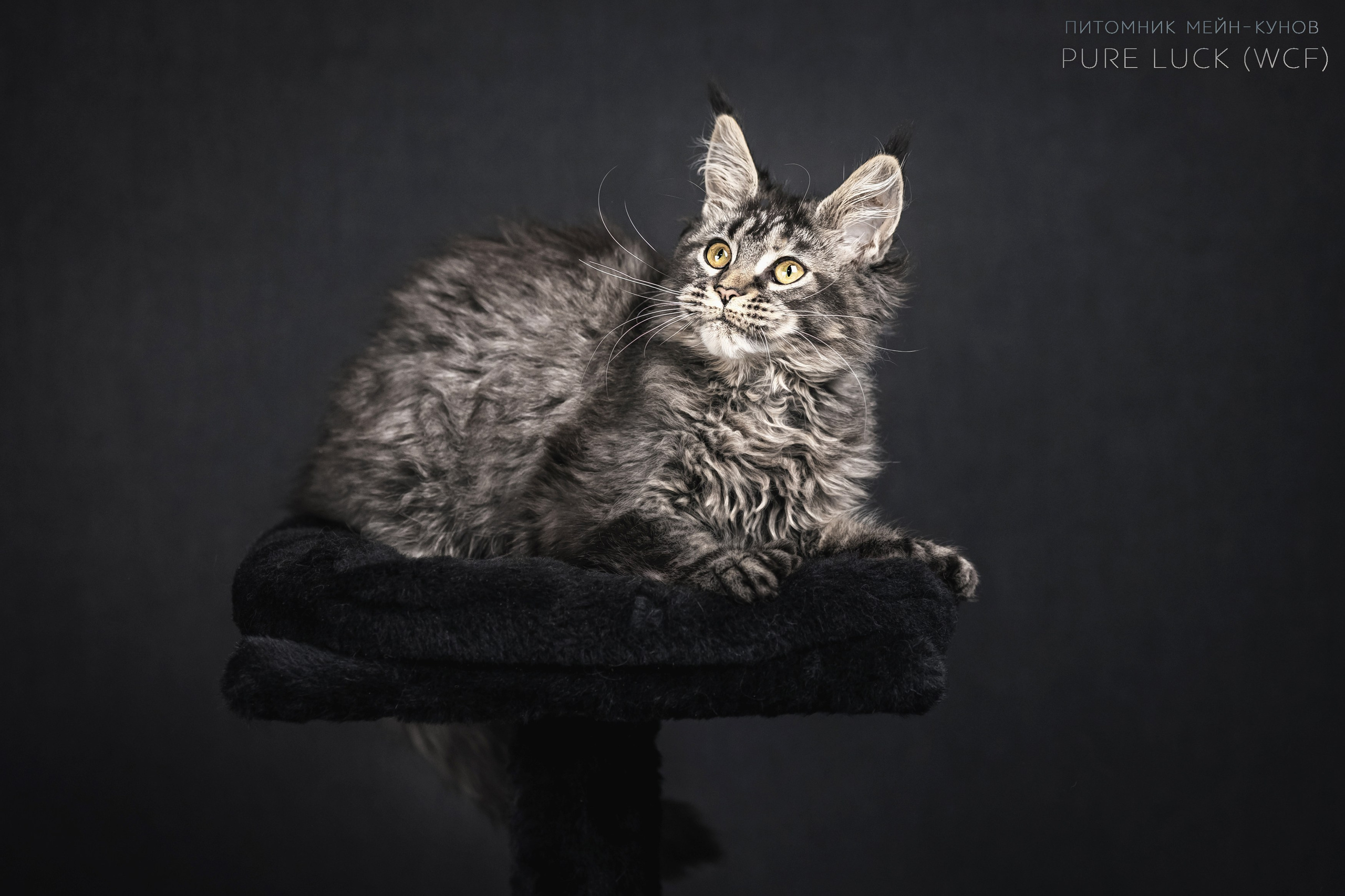 Куны. Фотограф анималист Аня Ливанова | Рыбинск