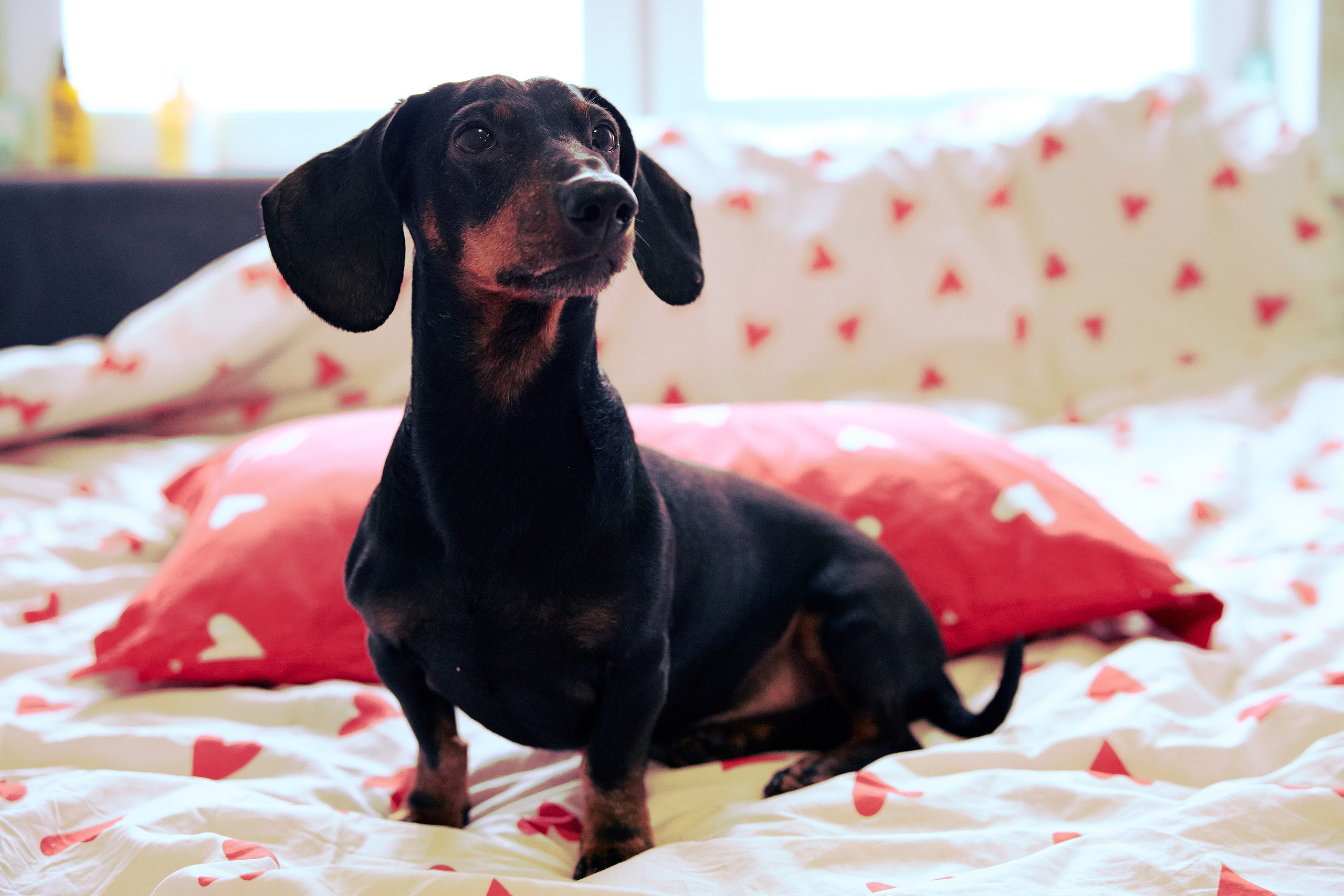 Фотосъёмка животных. Предметный и репортажный фотограф Алексей Кротов