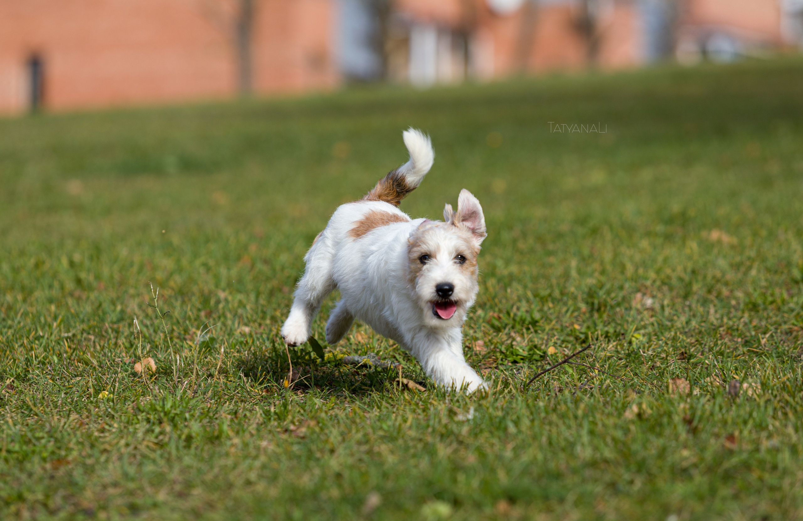 Ассорти. Фотограф — анималист Татьяна Ли