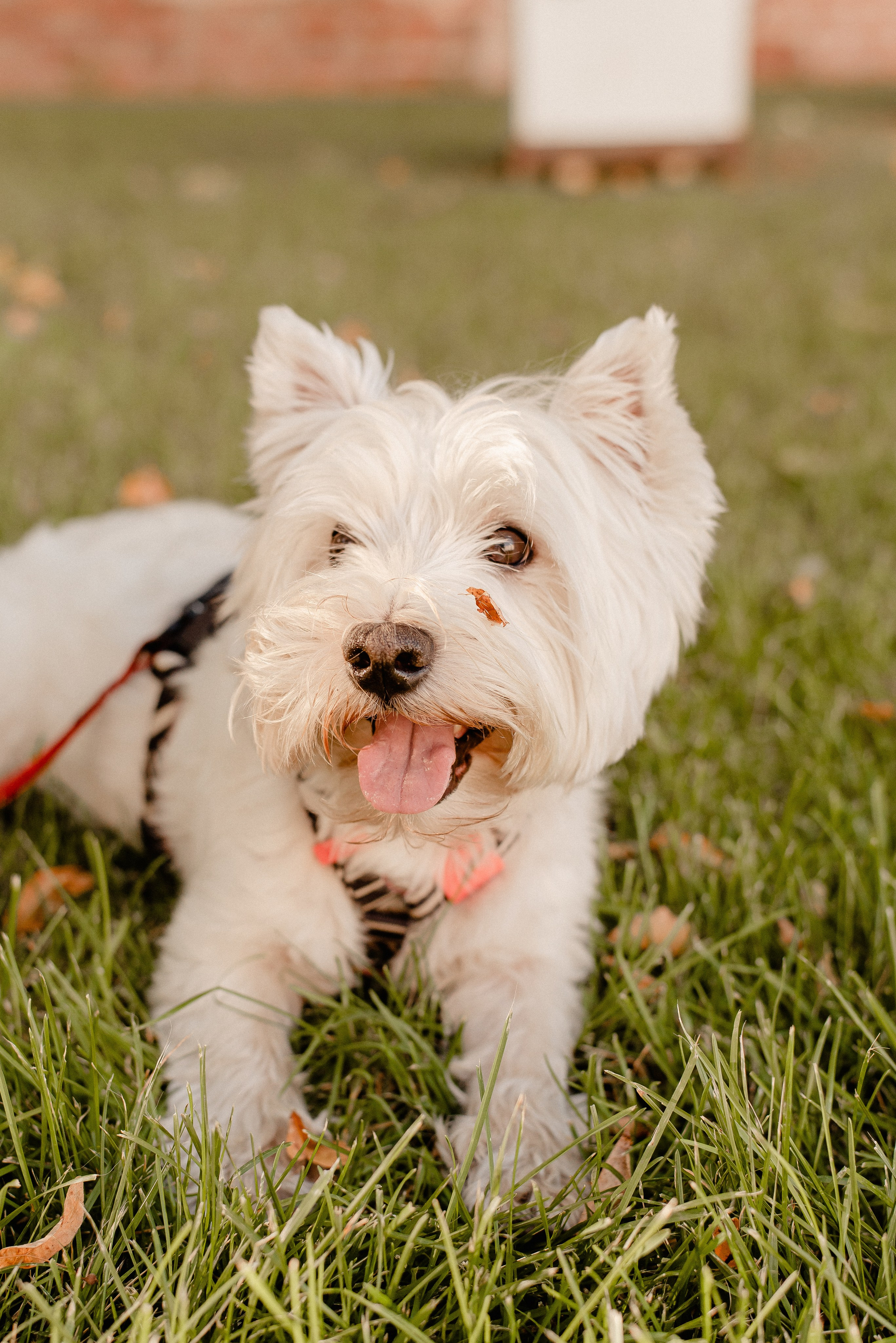 Семен, Валя и Цукат, Нижний Новгород. Семейный и детский фотограф Иваново Ксения Азаренкова