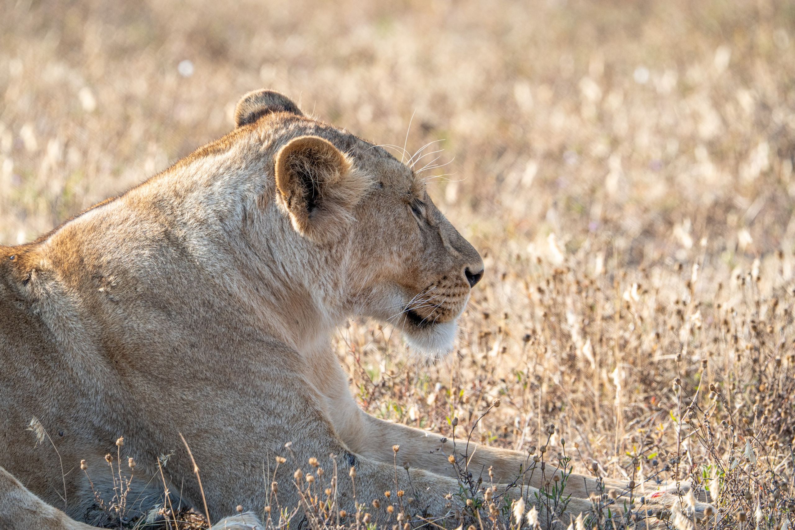 Танзания, сафари, 2025. Творческие сьемки