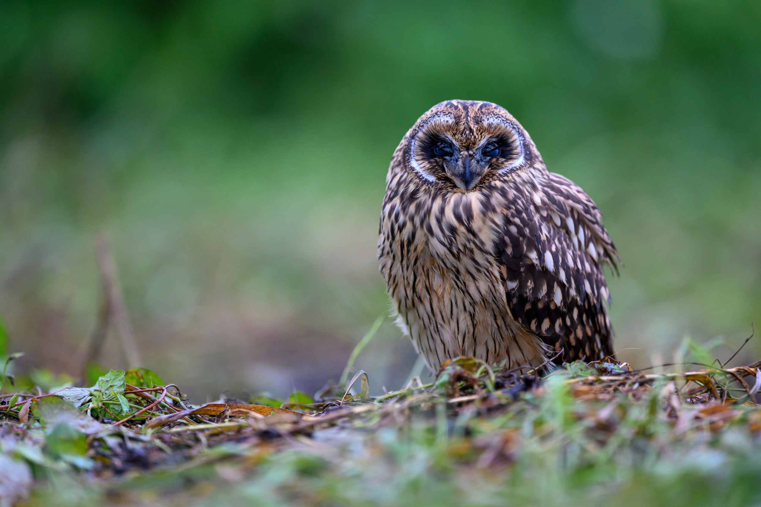 Фотосессия совенка | Owlet photo session. Фотограф Сергей Пупонин