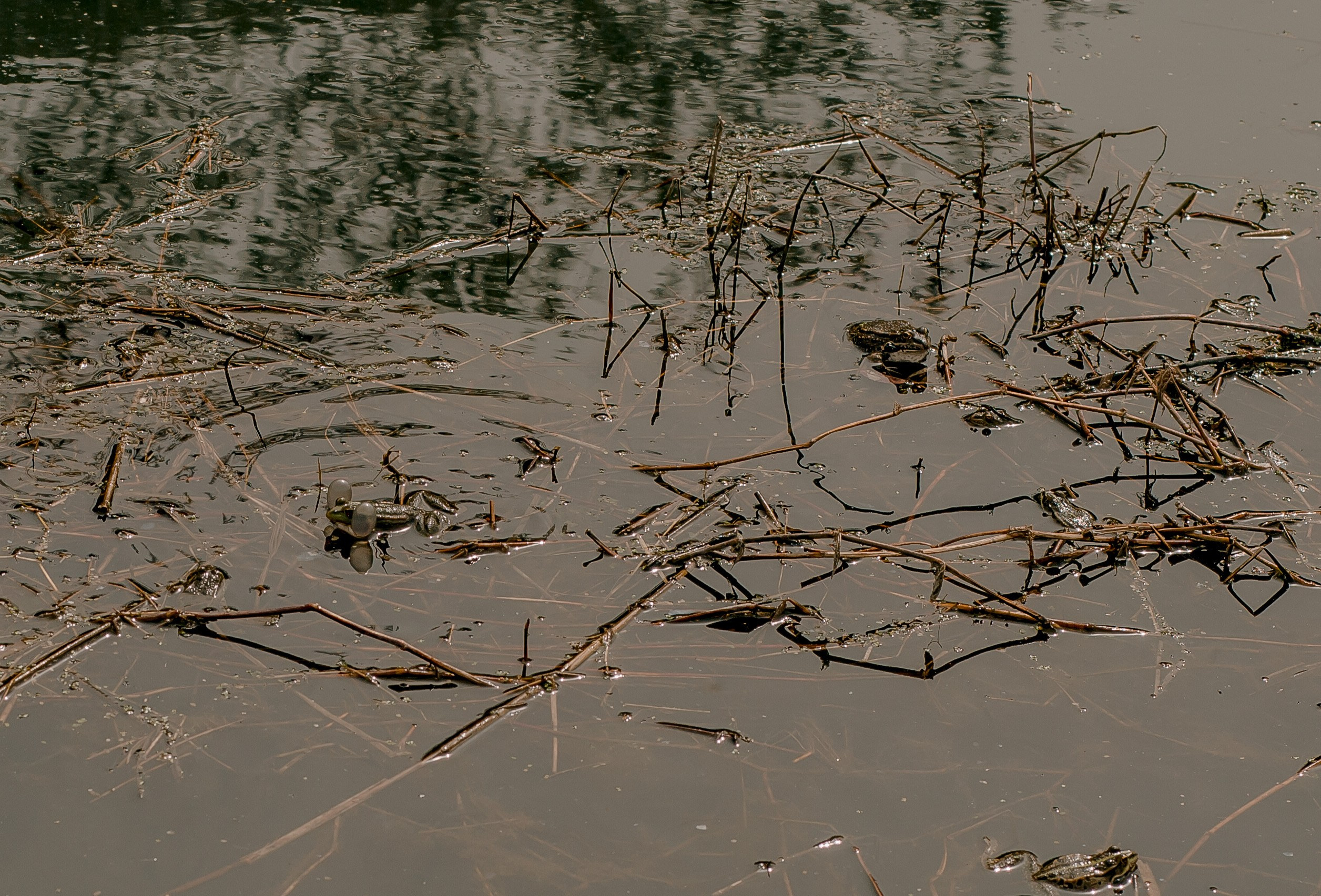 Georgia, Gonio. Art Photographer