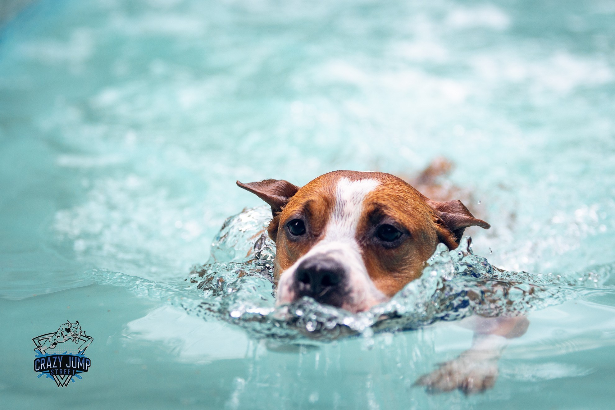 Собаки, спорт, Док дайвинг. Свадебный и репортажный фотограф в Москве и Московской области