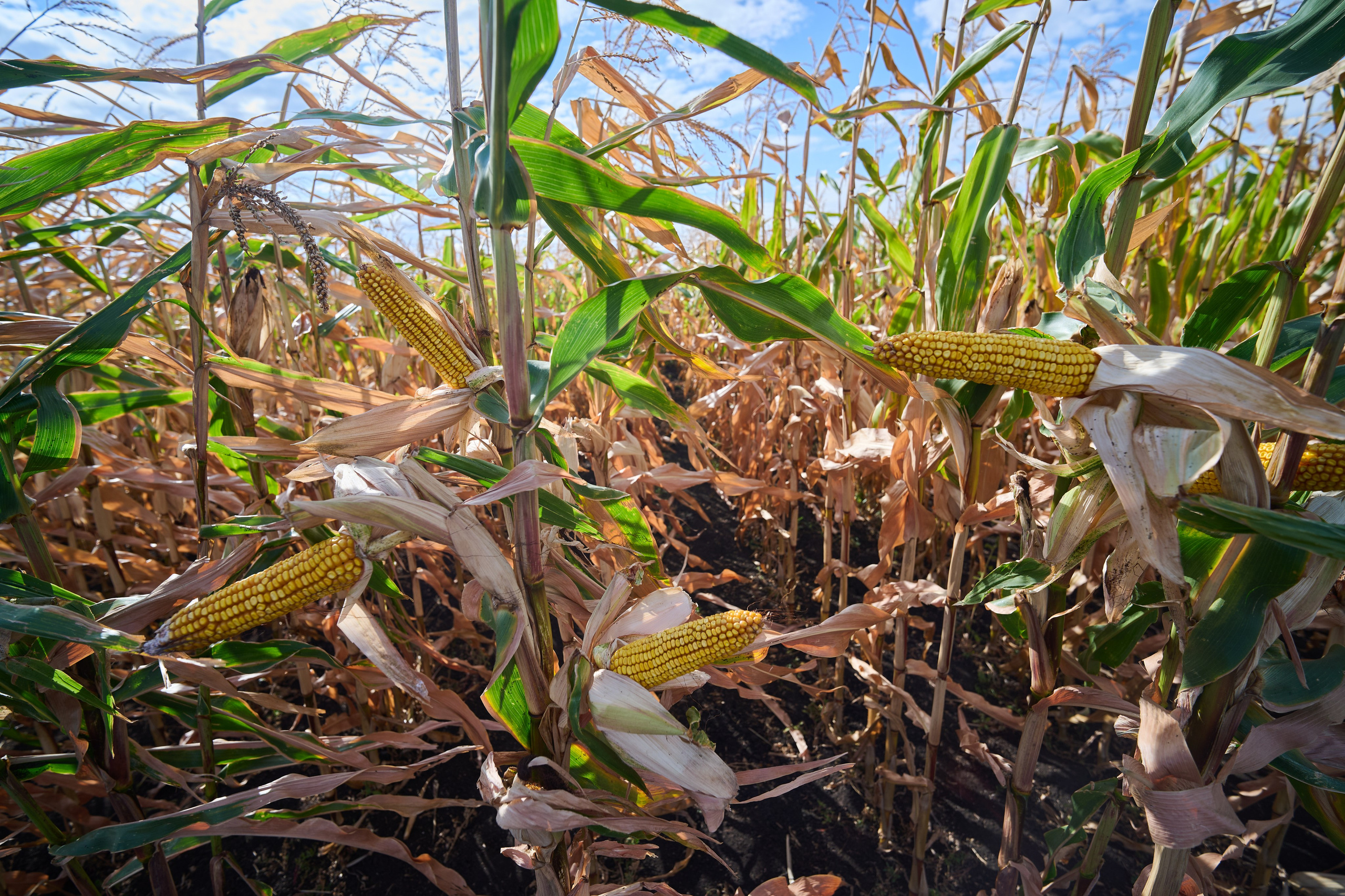 Самарский День поля 2025. Фотограф в Самаре