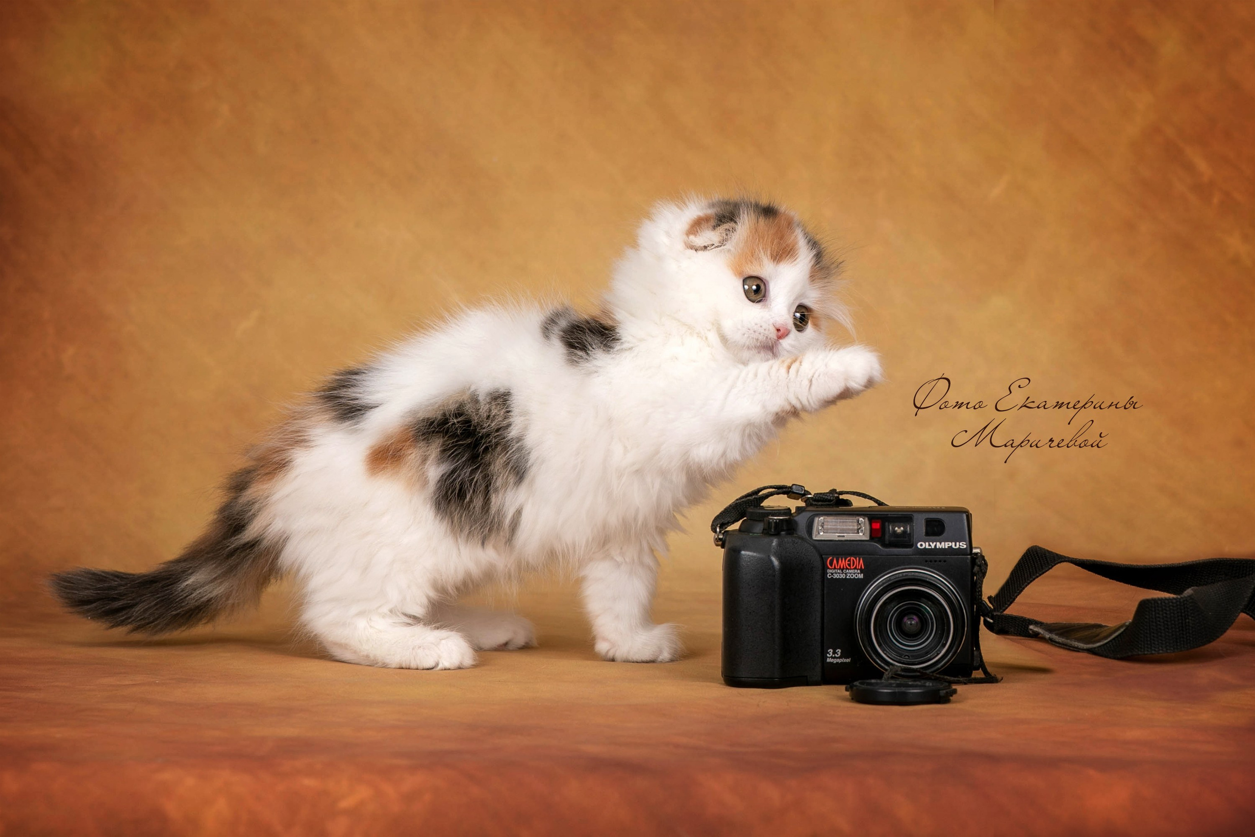 Коричневые фоны. Фотограф-анималист в Омске Екатерина Маричева