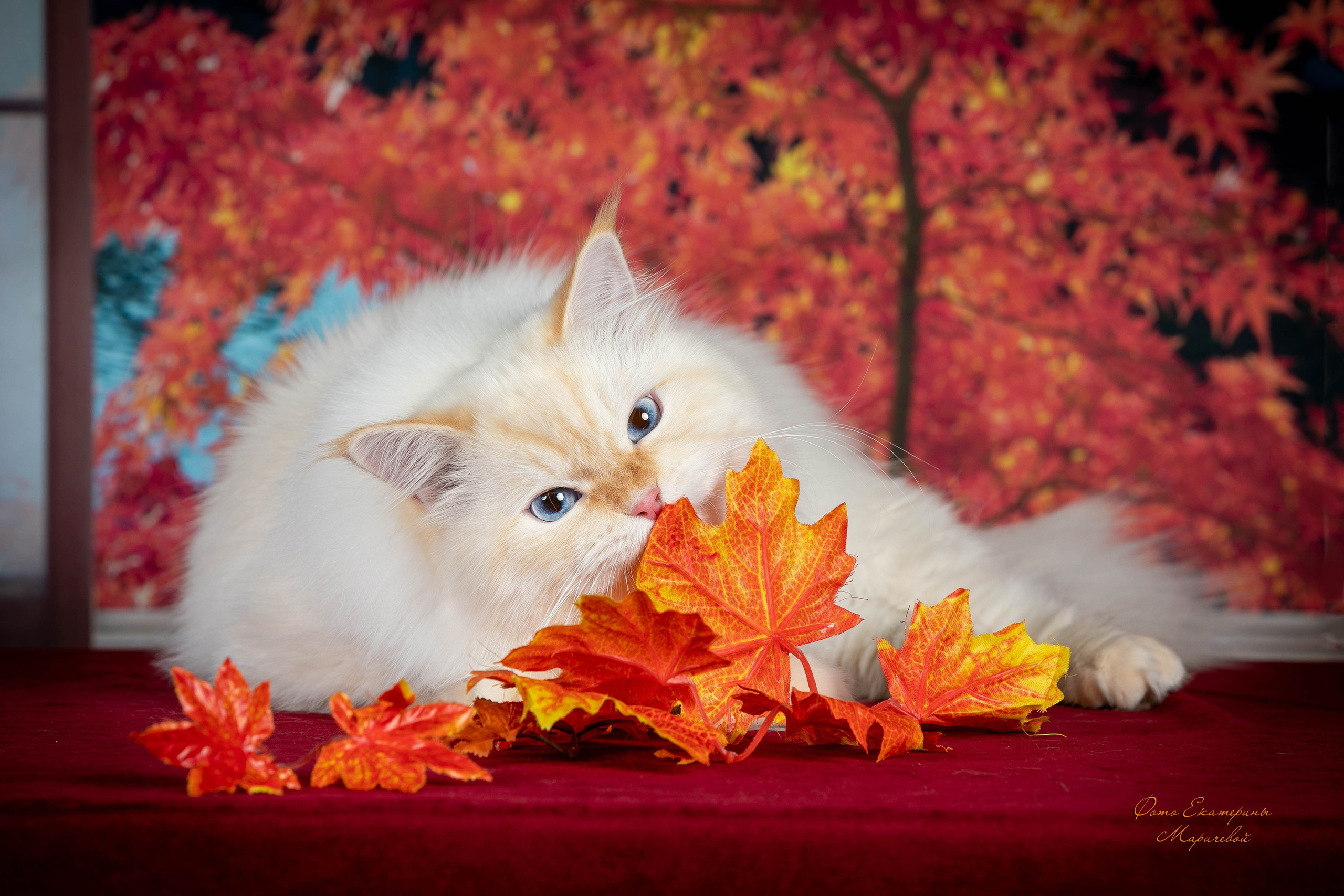 Стендовая съёмка на выставках кошек. Фотограф-анималист в Омске Екатерина Маричева