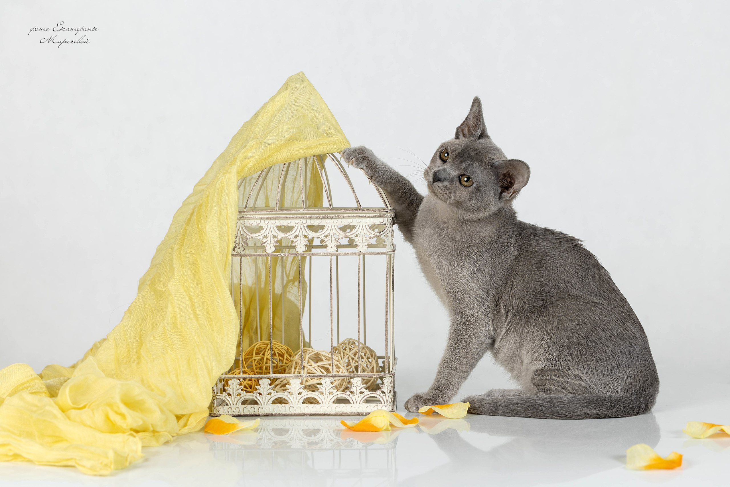 Стендовая съёмка на выставках кошек. Фотограф-анималист в Омске Екатерина Маричева