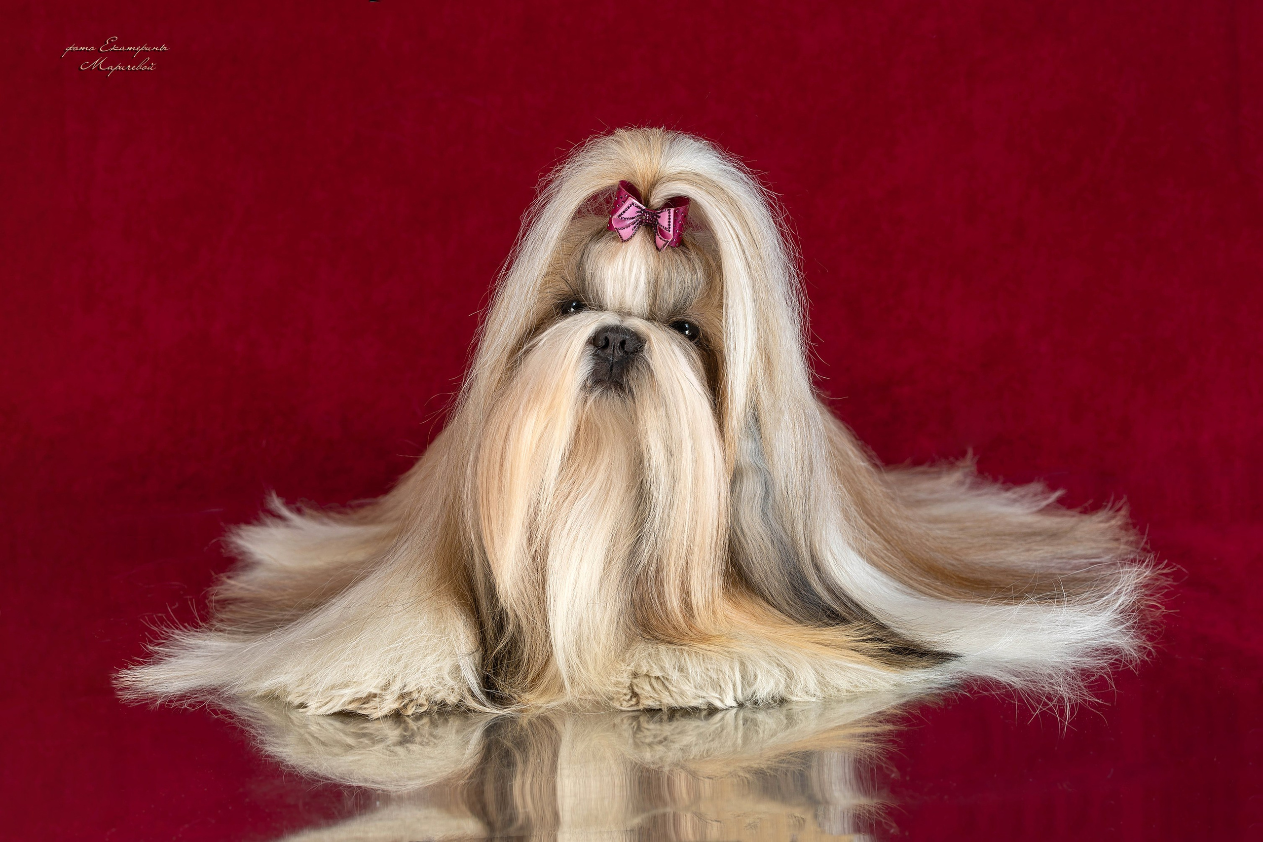 Стендовая съёмка на выставках собак. Фотограф-анималист в Омске Екатерина Маричева