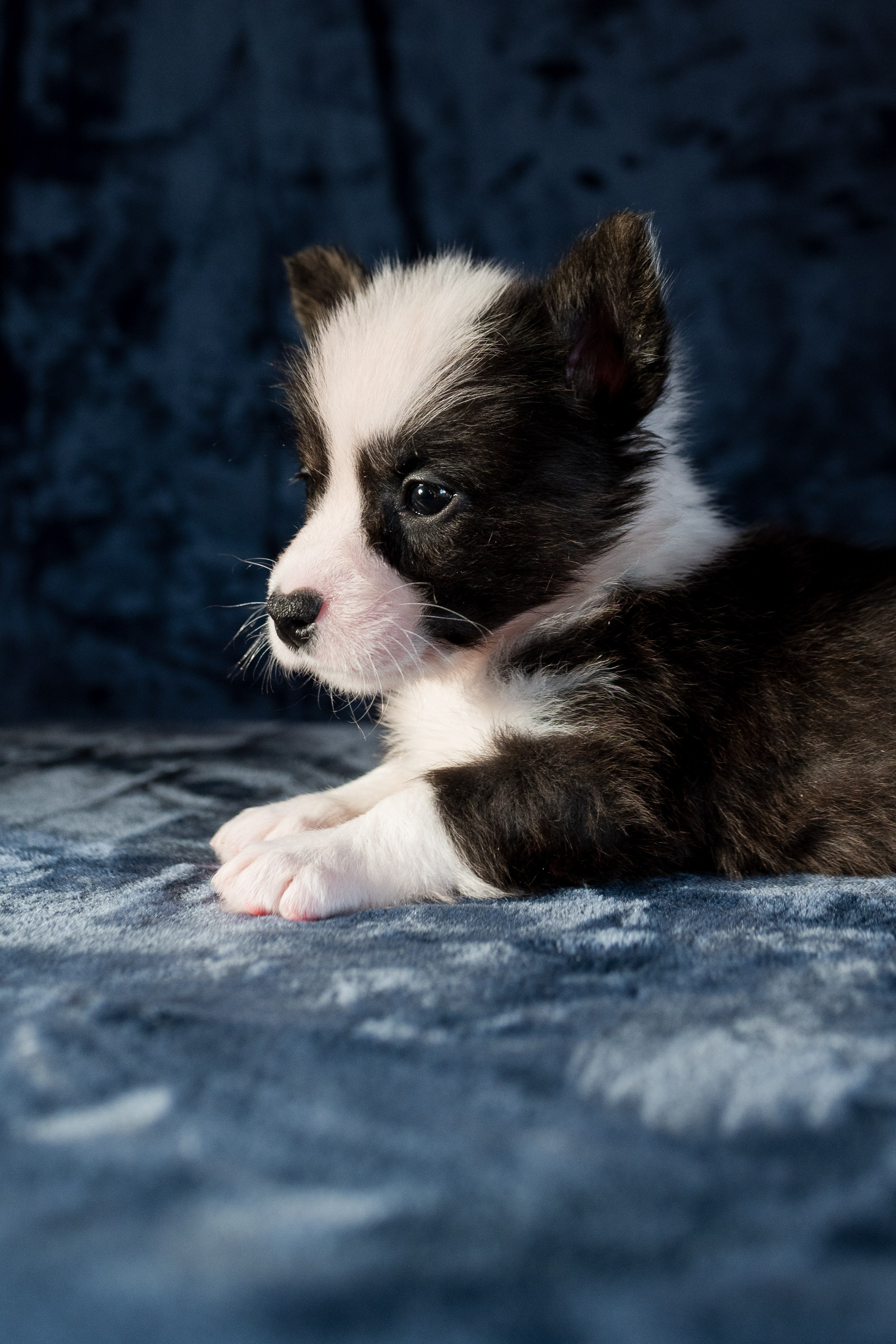 Вельш-корги-пемброк. Фотограф анималист в Москве Ольга Агушева