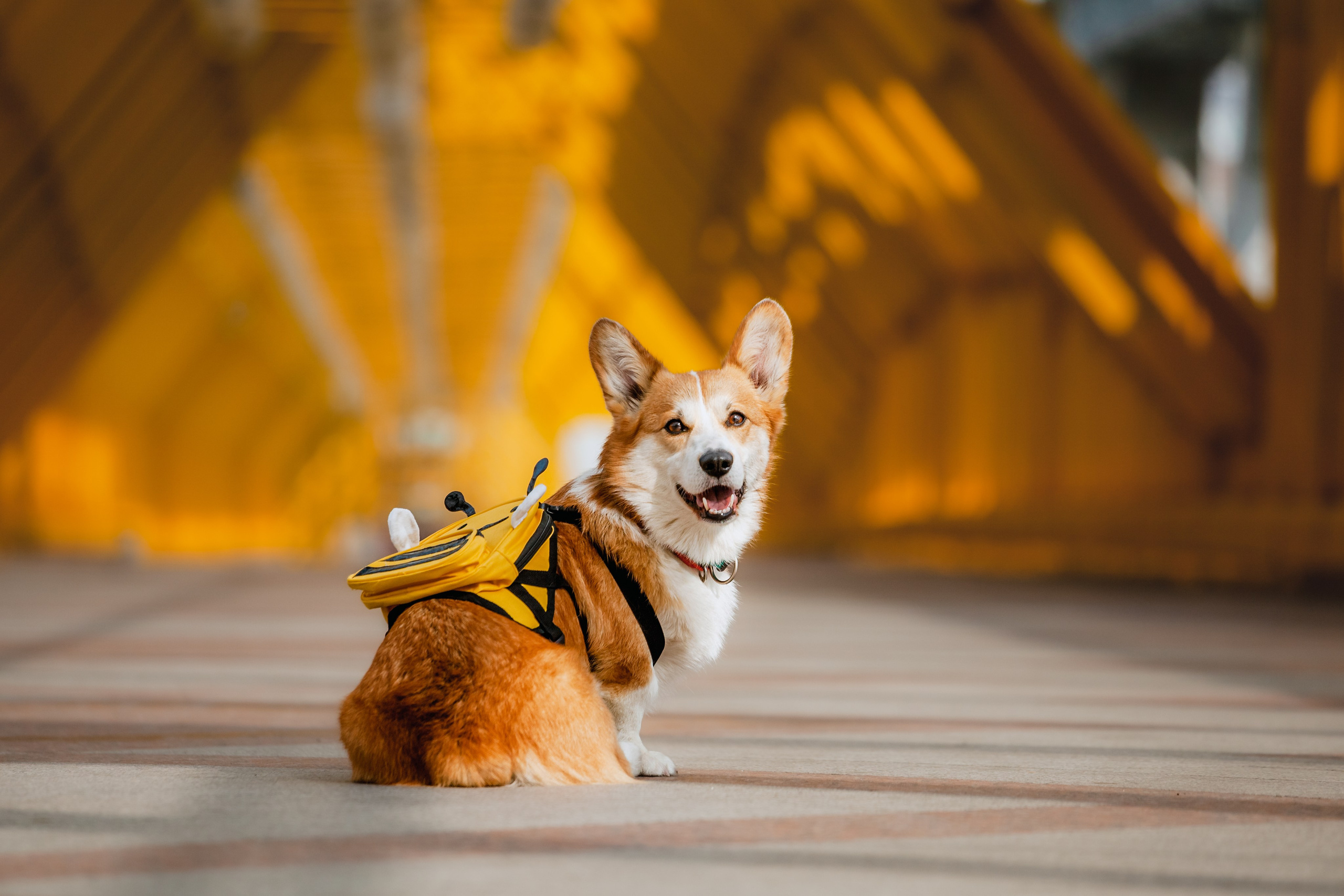 Андреевский мост. Фотограф-анималист Татьяна Степанова