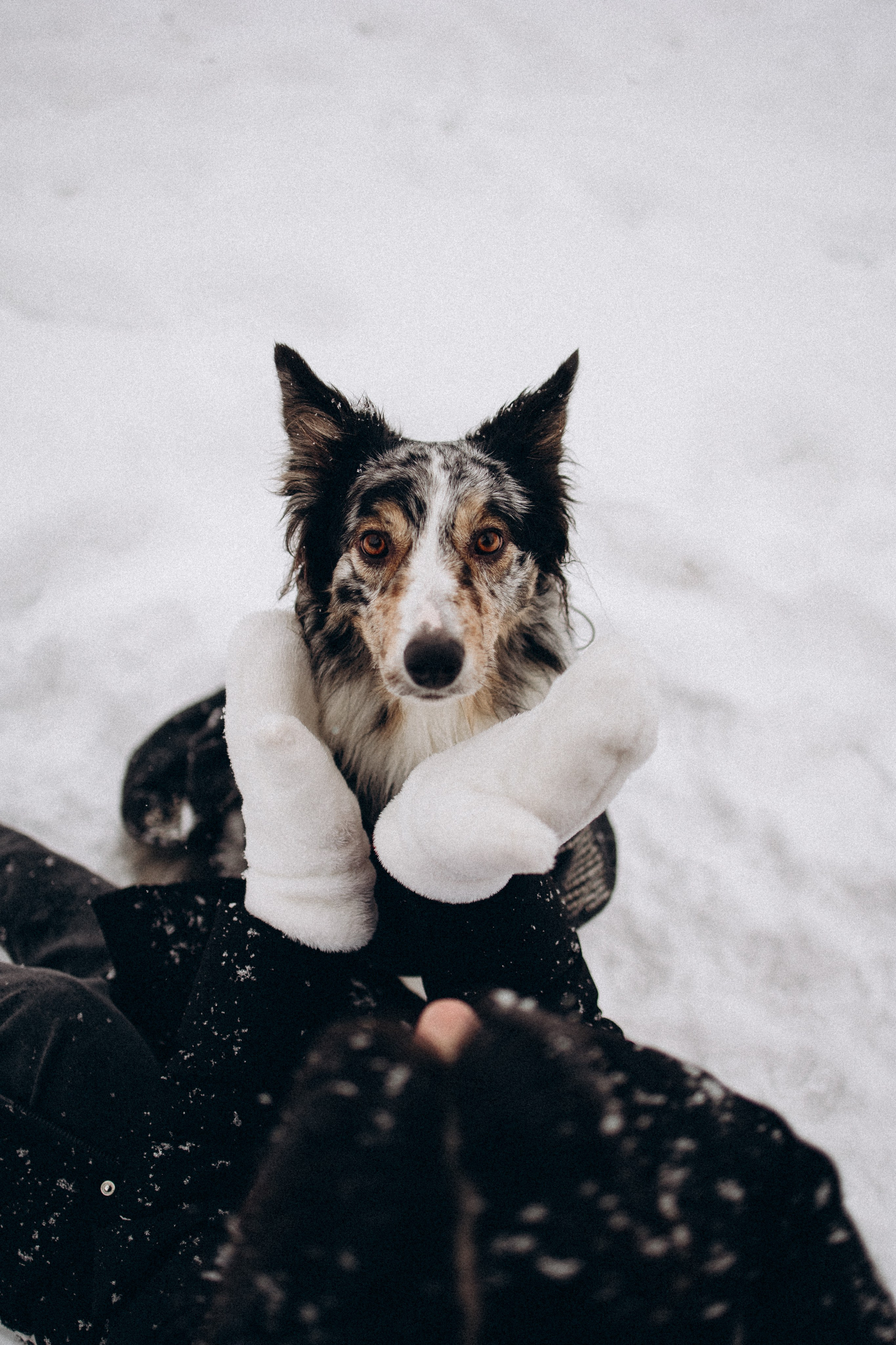 Настя и Тор. Фотораф — анималист Мария Шистка