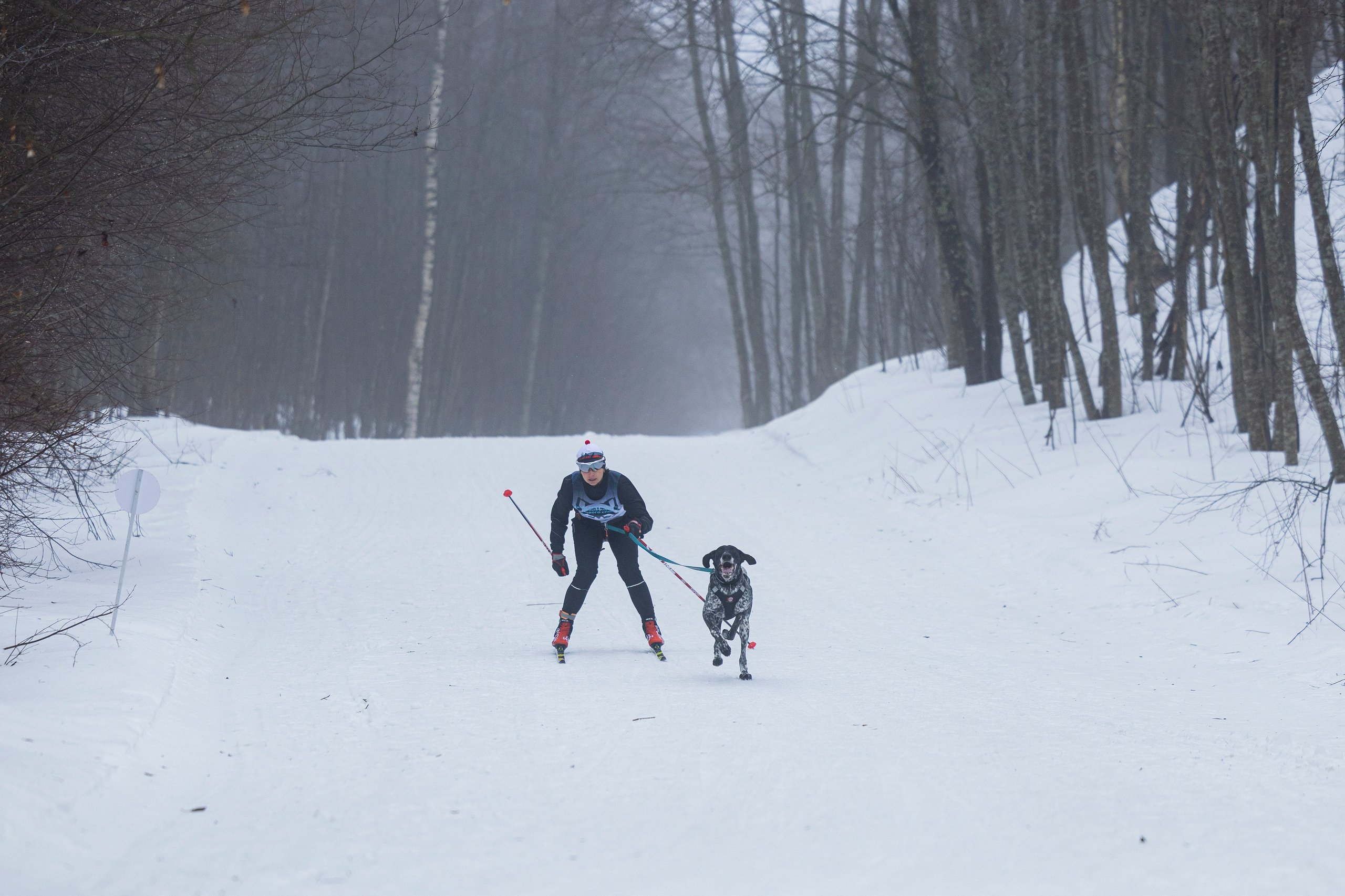 Зимний Чемпионат Санкт-Петербурга по ездовому спорту. Фотограф-анималист Анна Маринич
