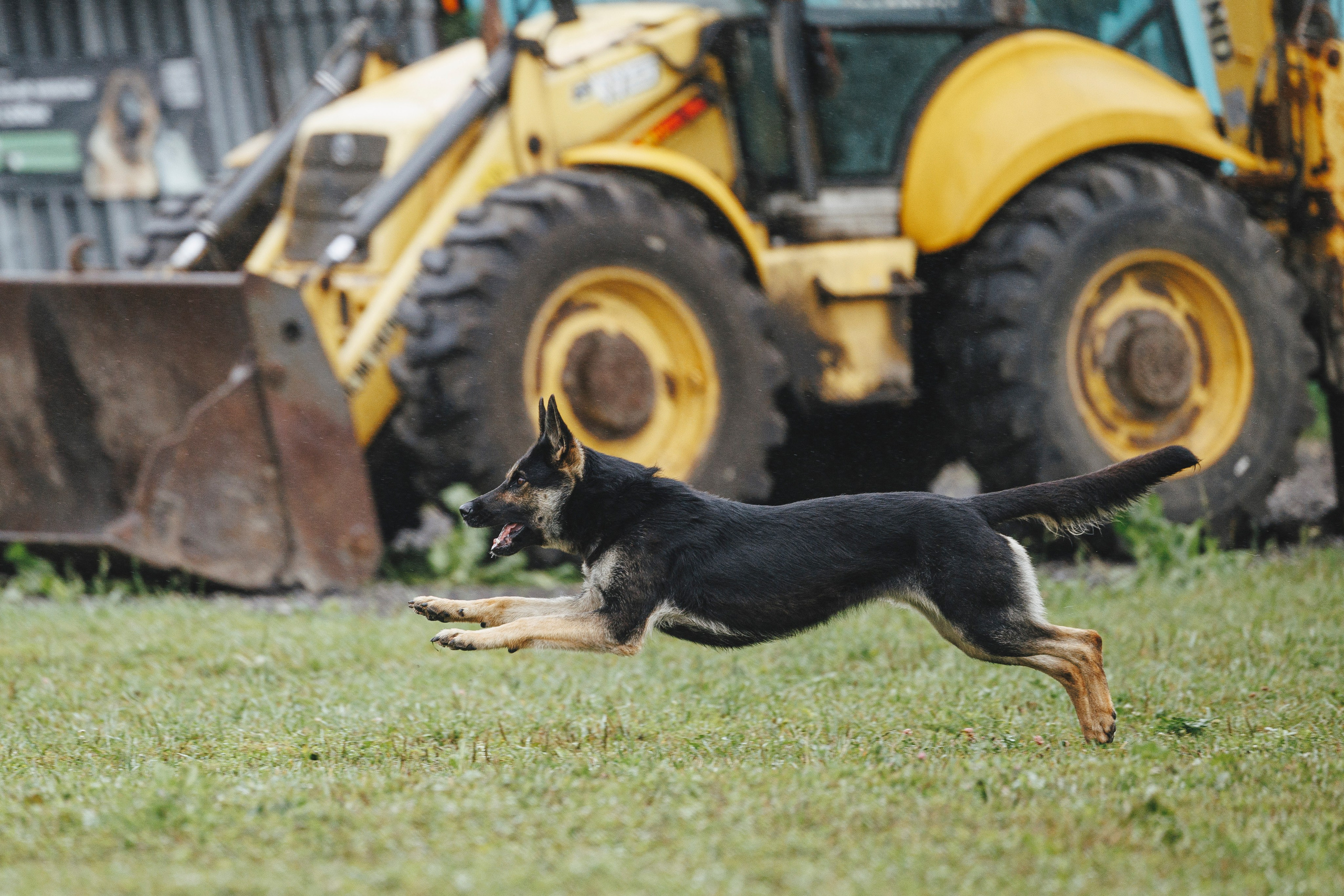 08.08.25-10.08.25 ЧР по мондьорингу г. Вологда. Фотограф-анималист Анна Маринич