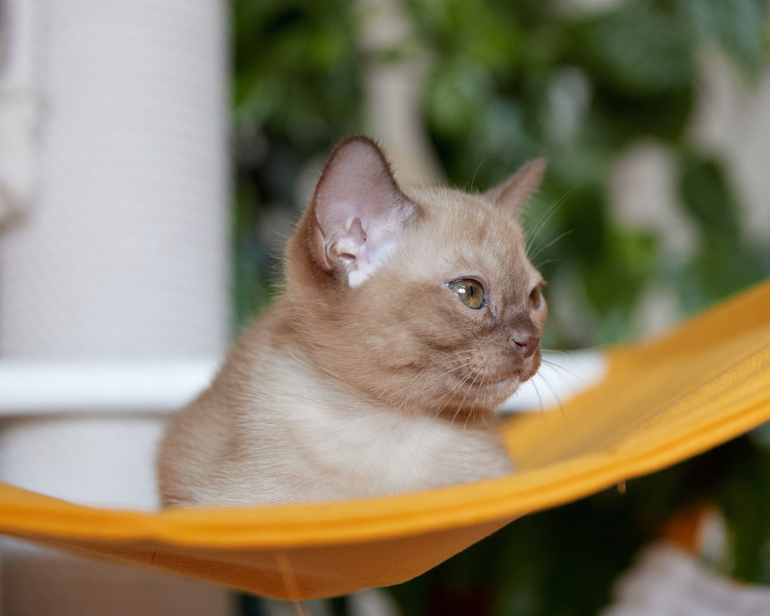 Afina (Магнитогорск). Питомник «Bouncy Life»