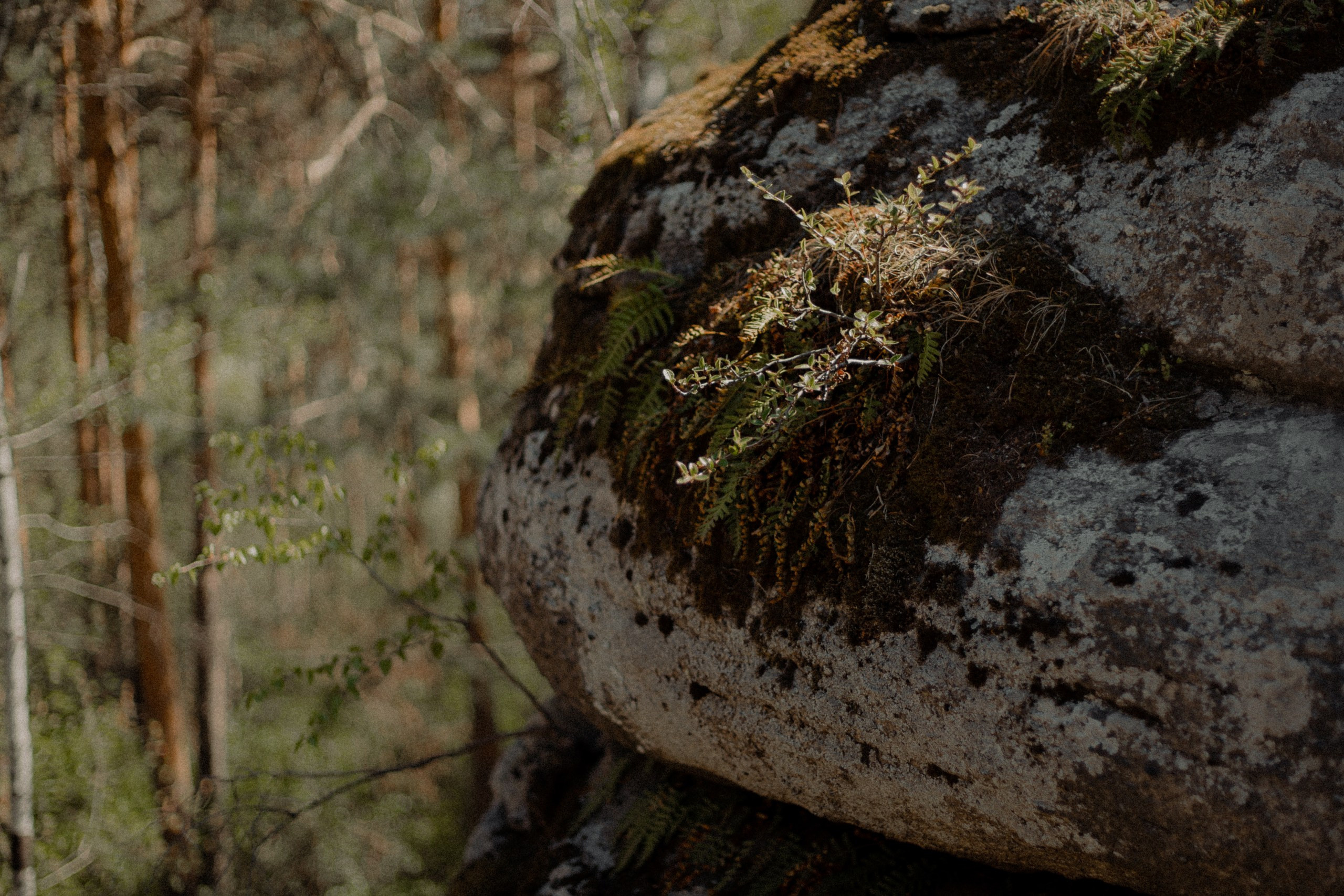 Marry me. Свадебный фотограф, Love Story Екатеринбург, Тюмень Кострова Елизавета