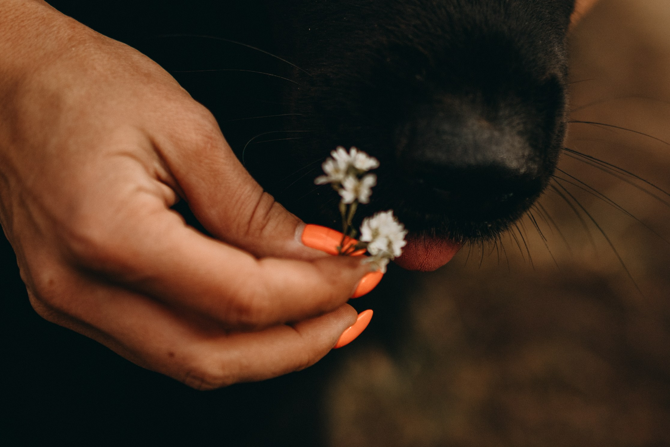 Лора и Джанго. Фотограф — Анималист | Санкт-Петербург