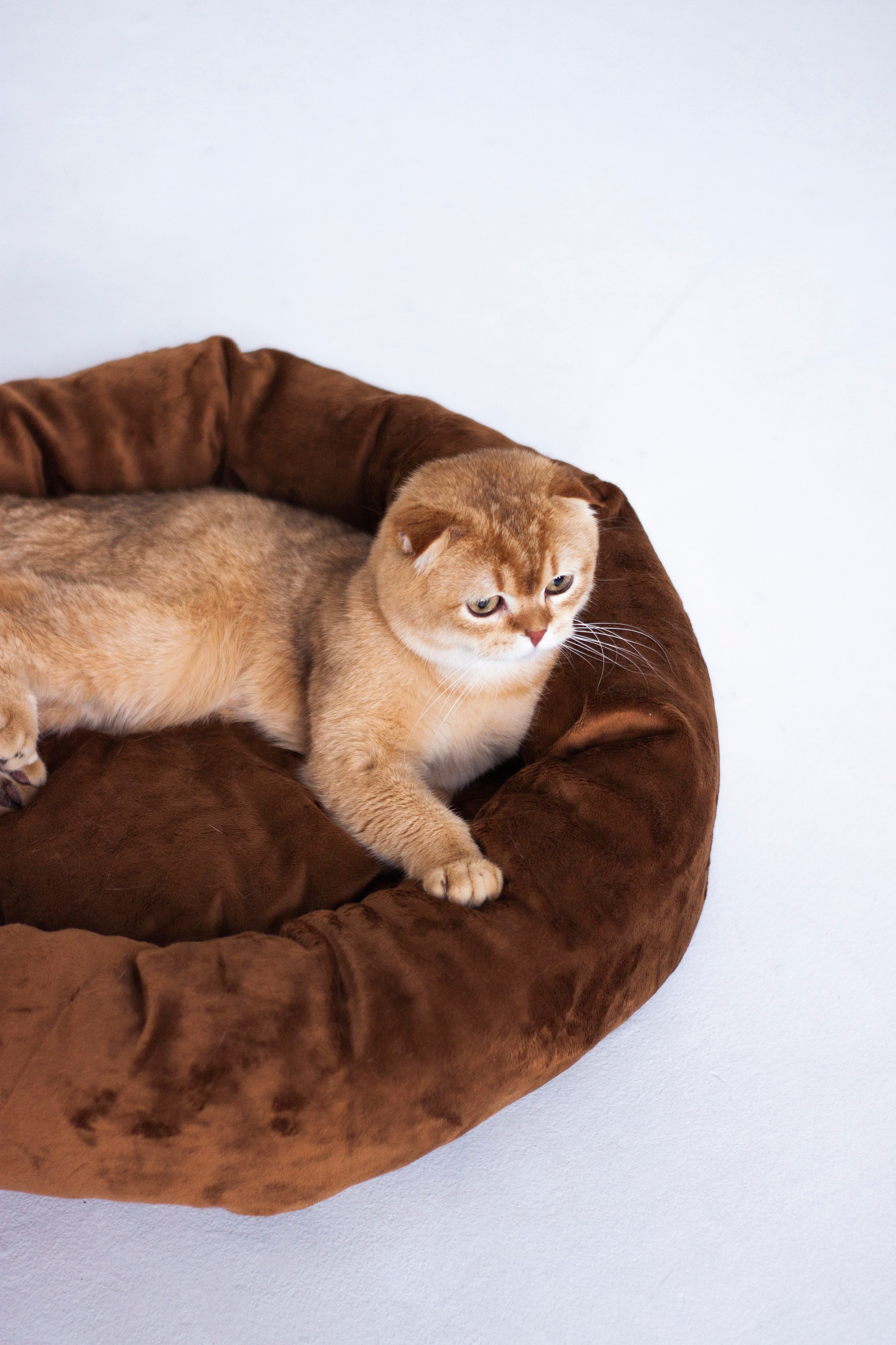 Работа с Tommy cat. Oksan_photo