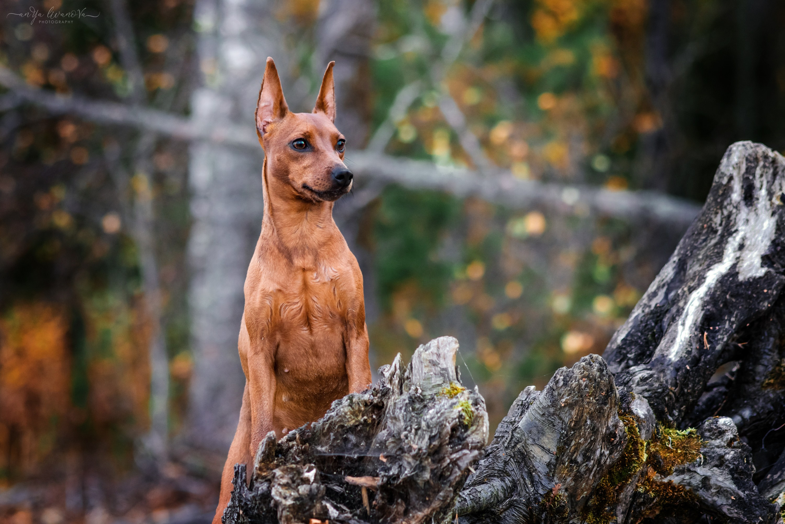 Киви на берегу. Фотограф анималист Аня Ливанова | Рыбинск