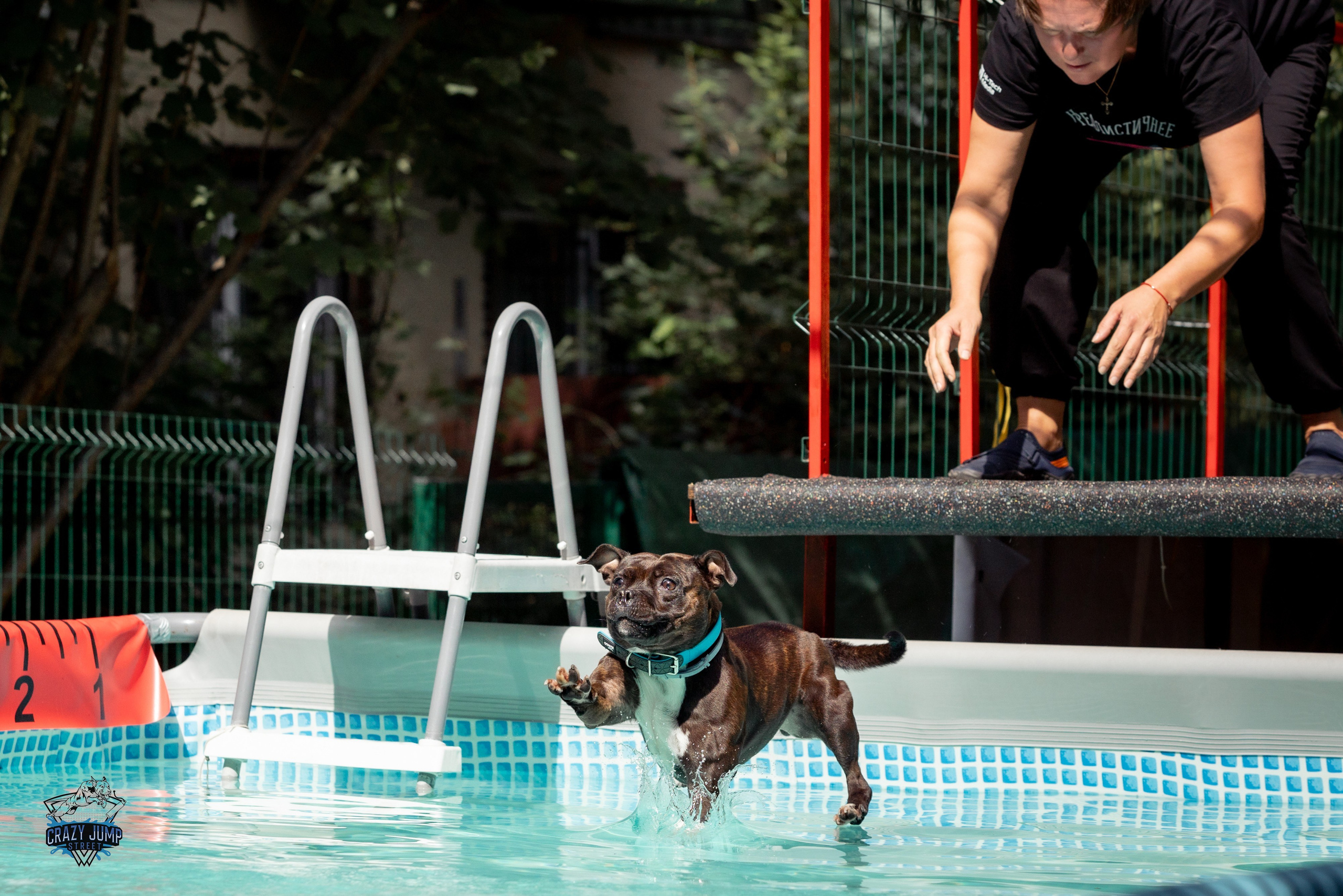 Собаки, спорт, Док дайвинг. Свадебный и репортажный фотограф в Москве и Московской области
