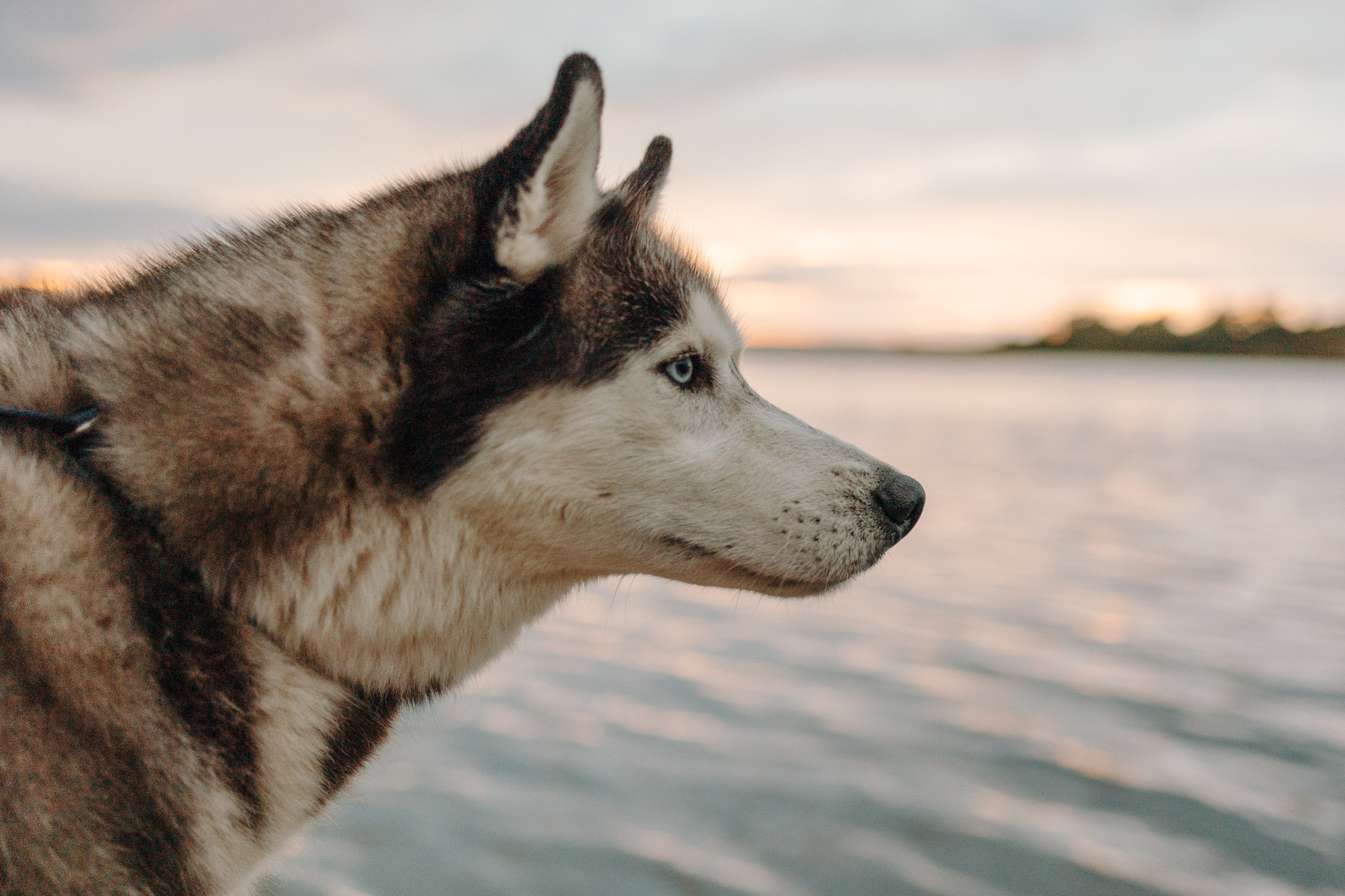 Дом у реки. Фотограф — Анималист | Санкт-Петербург
