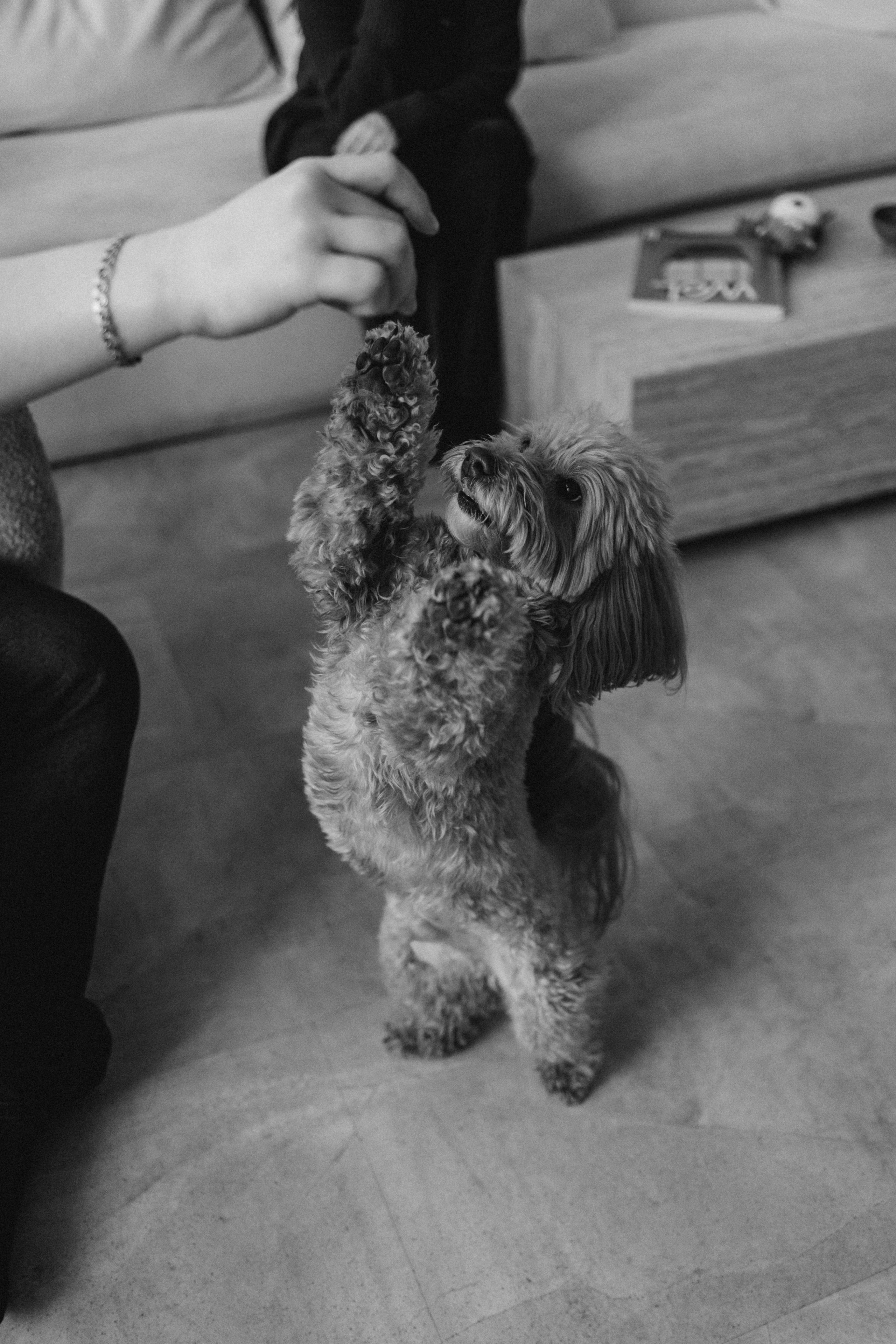 Шкипер и его семья. Фотограф — Анималист | Санкт-Петербург