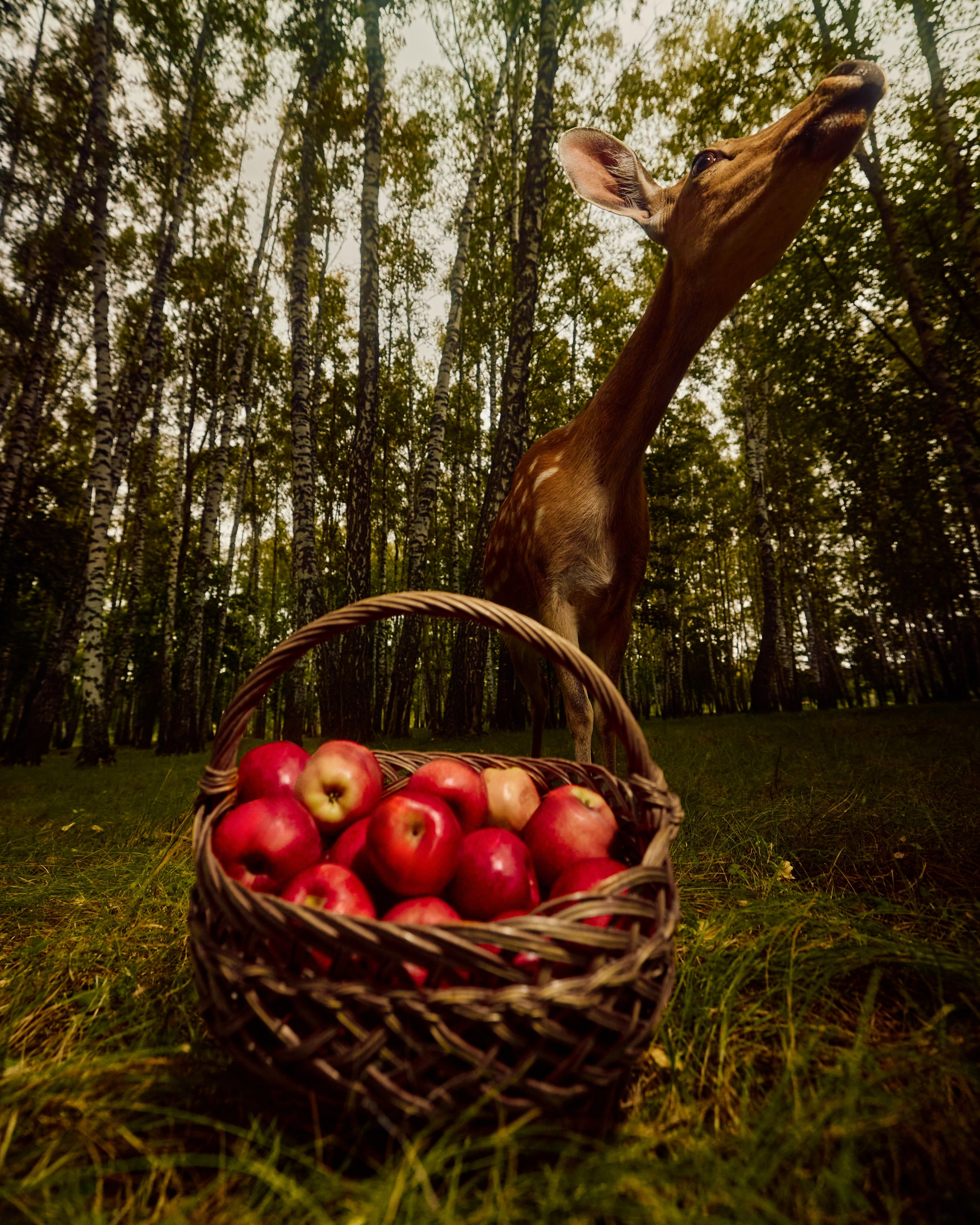 Собрано в саду. Святослав Лебедев | Рекламный фотограф — Коммерческая съемка, Арт-дирекшн, AI-интеграция
