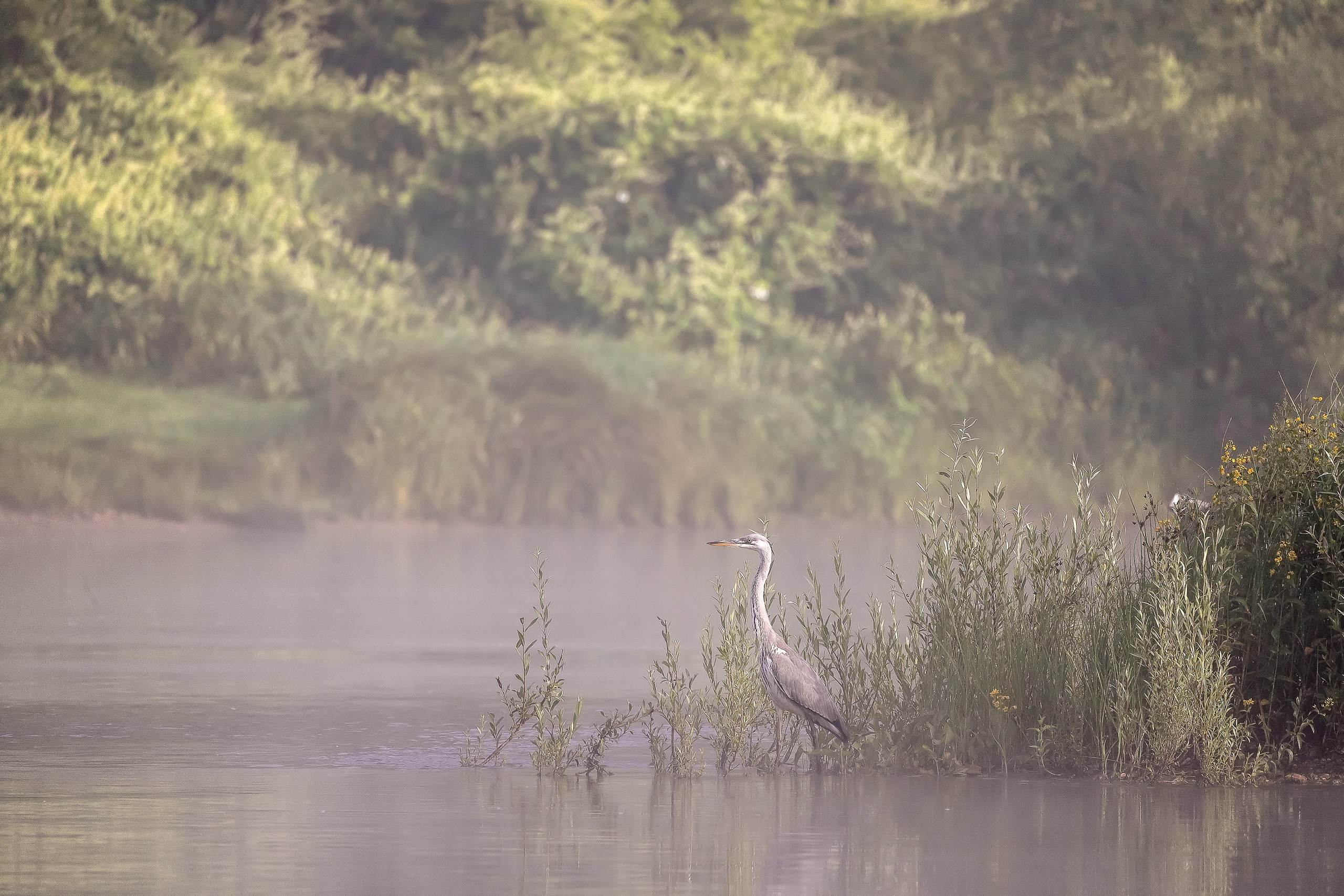 Серая цапля в естественной среде обитания