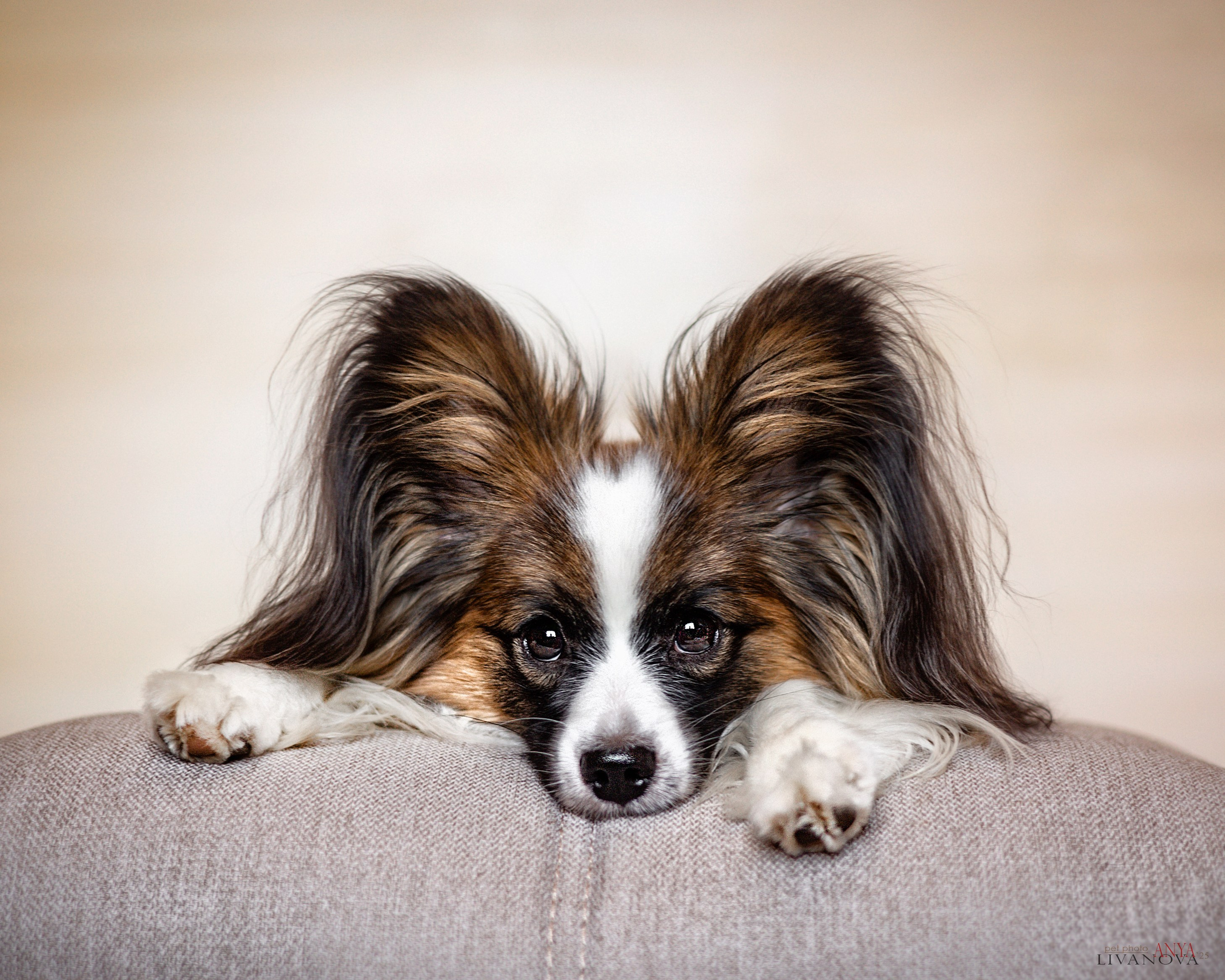 Хьюстон. Фотограф анималист Аня Ливанова | Рыбинск