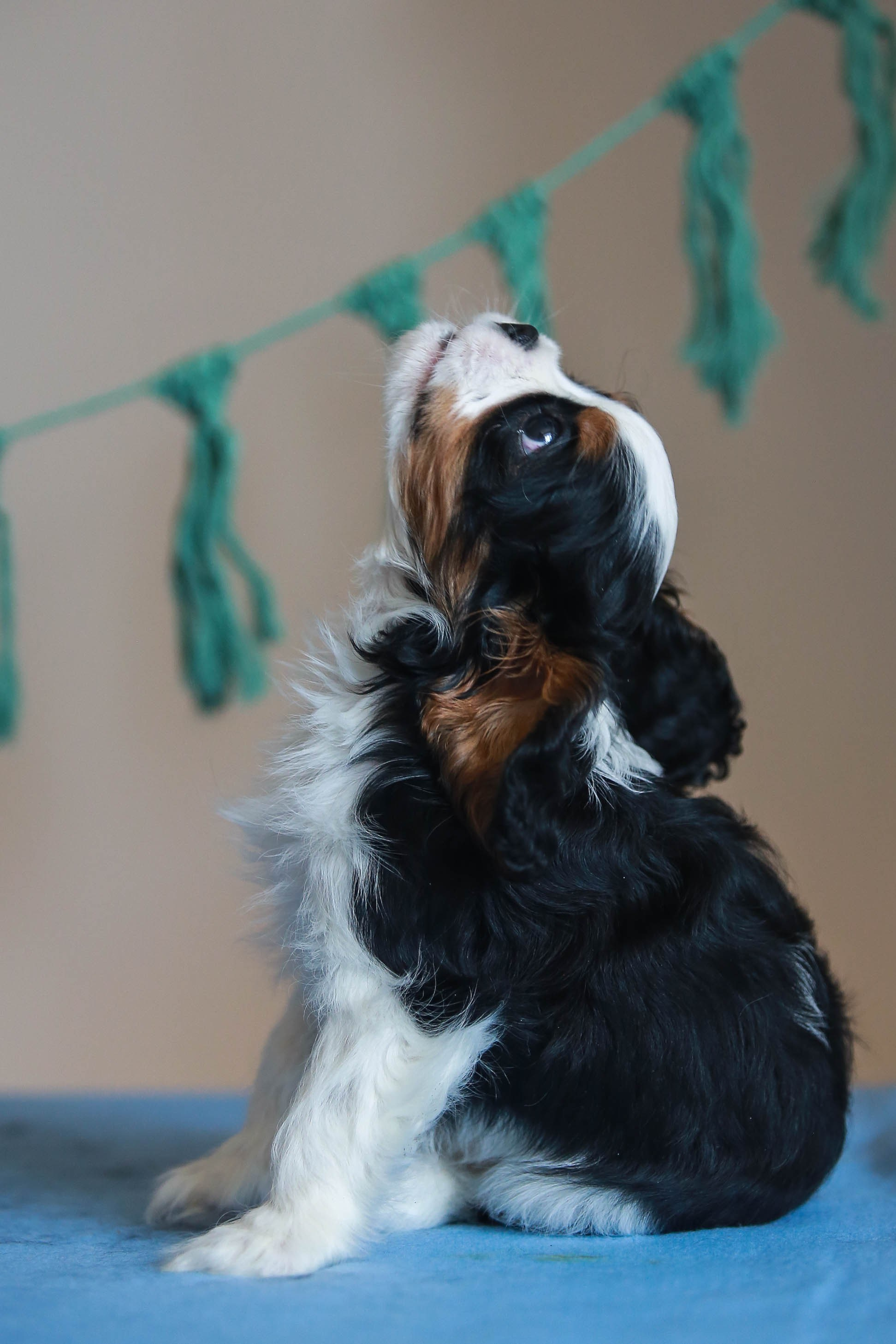 Щенки. Семейный и детский фотограф в Москве Мария Быкова