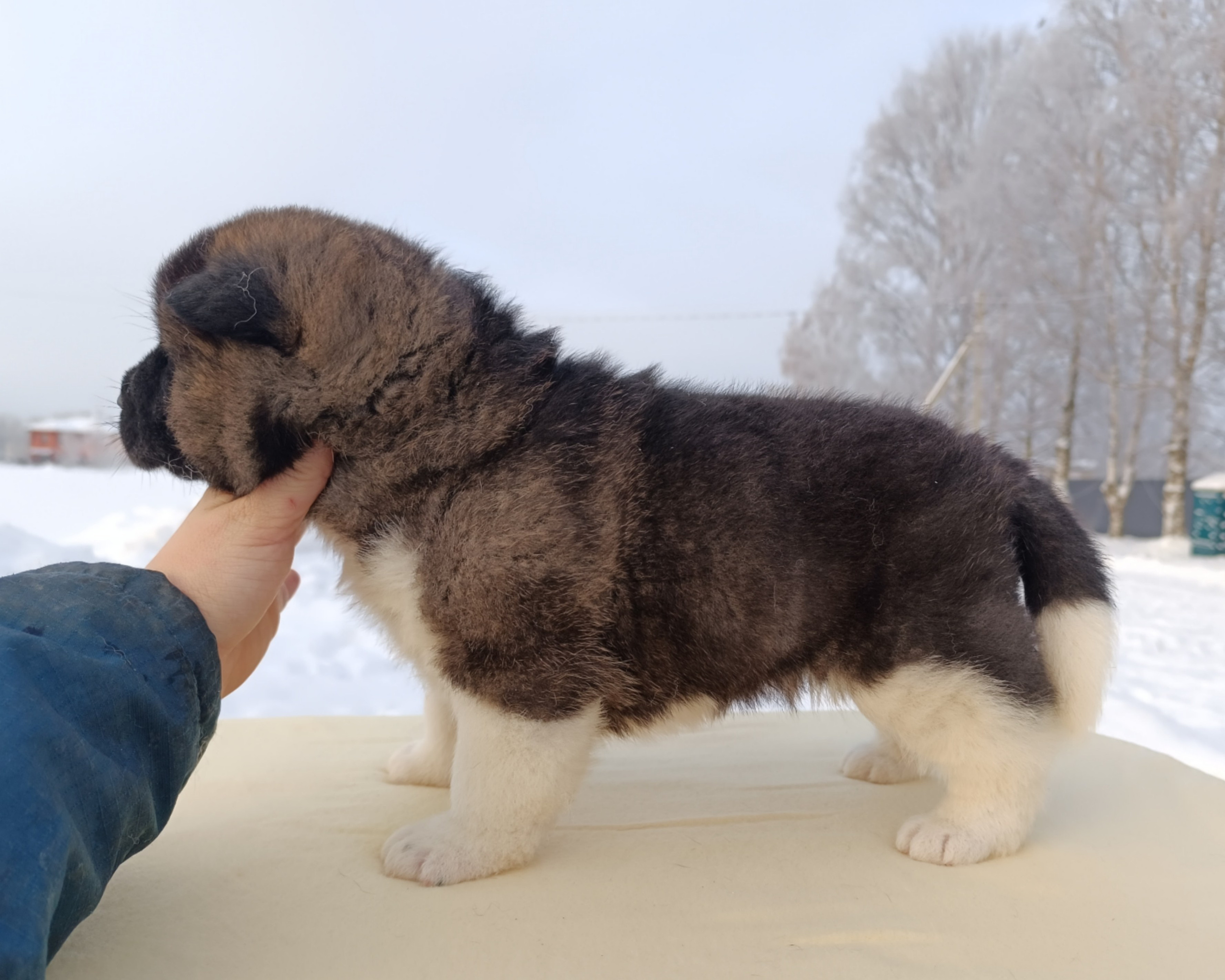 Rubylight Ctsar'. Американская акита I Сиба ину I Питомник RUBYLIGHT