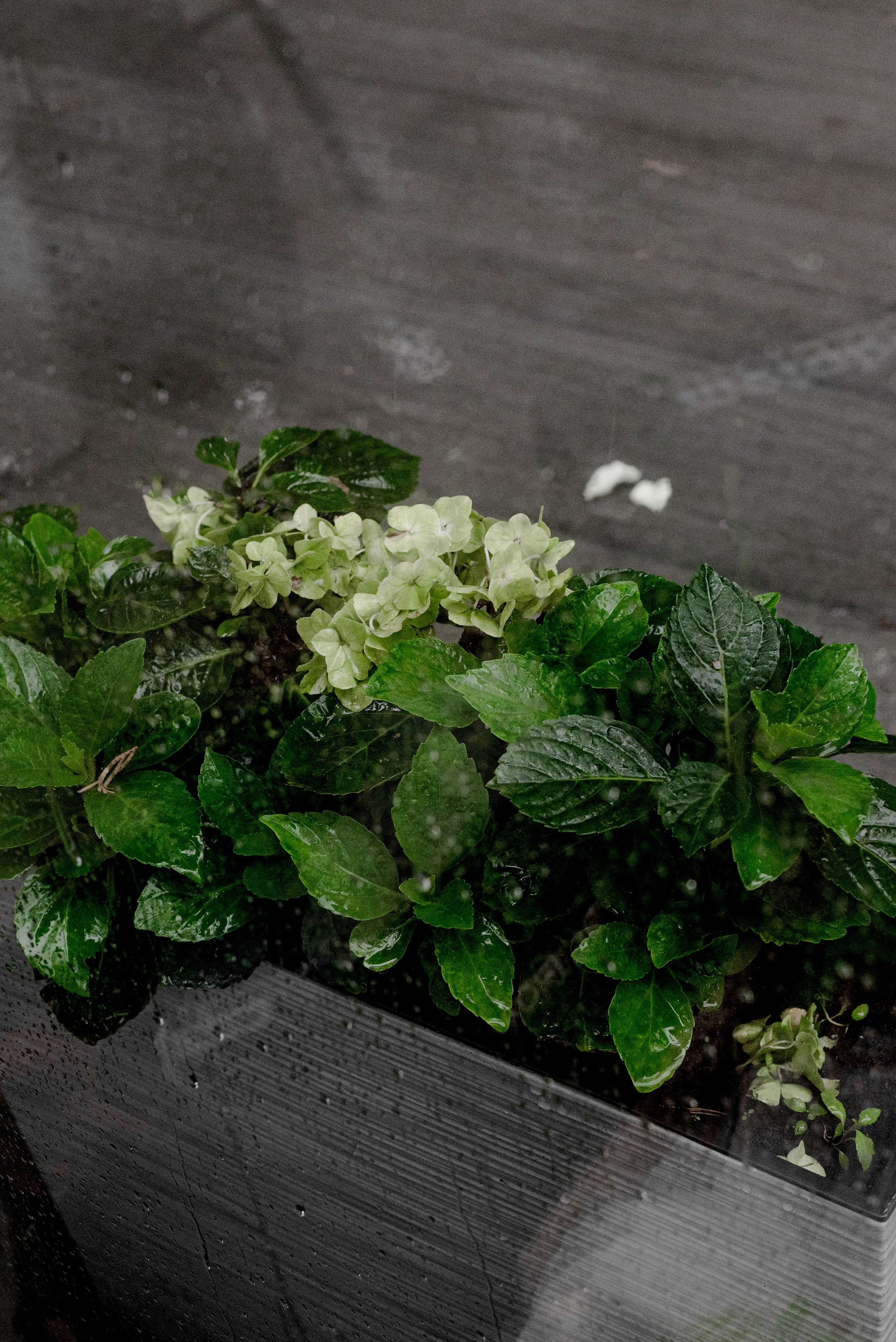 Total black. Свадебный и семейный фотограф в Новосибирске, Санкт-Петербурге, Москве