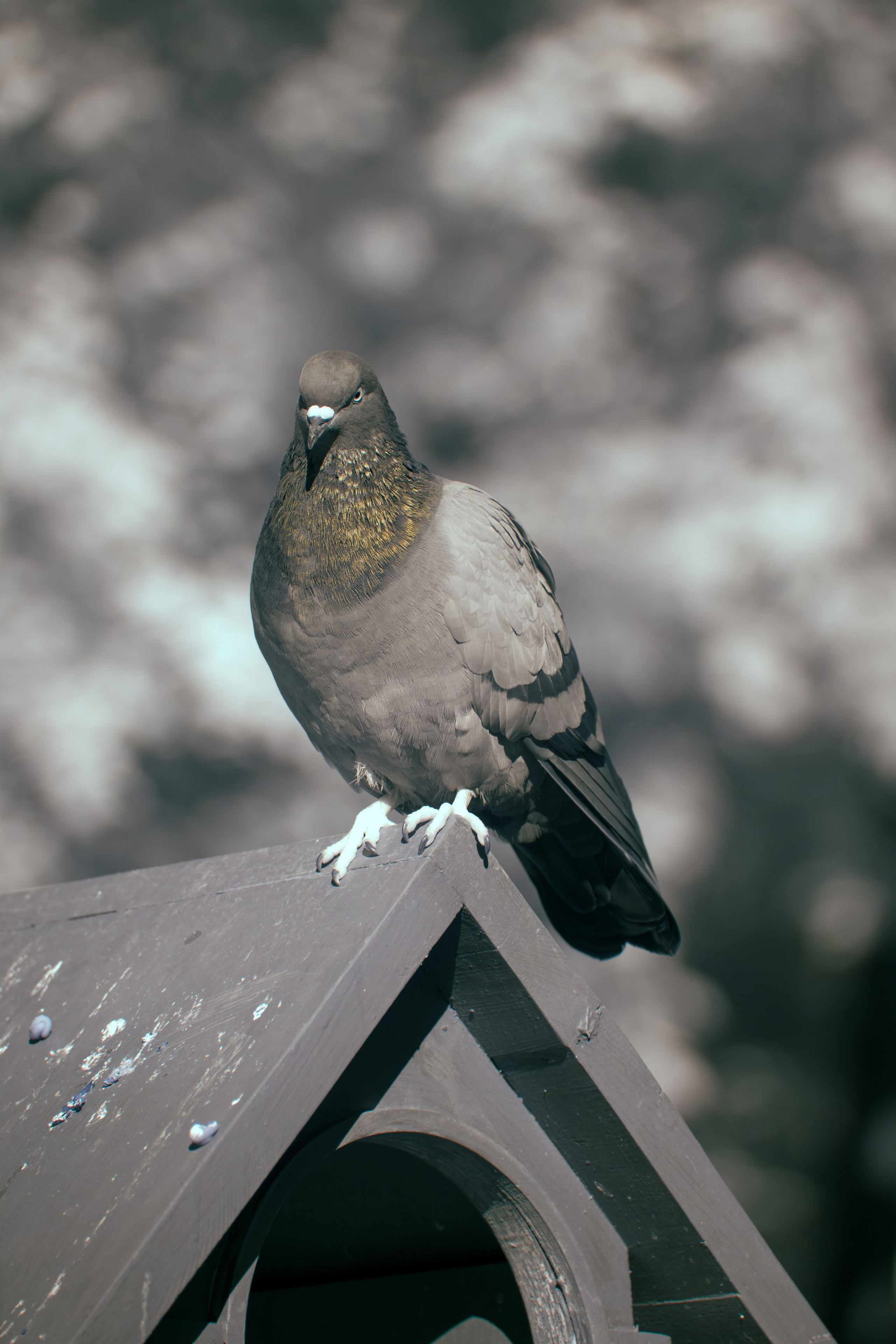 Color — Цветная