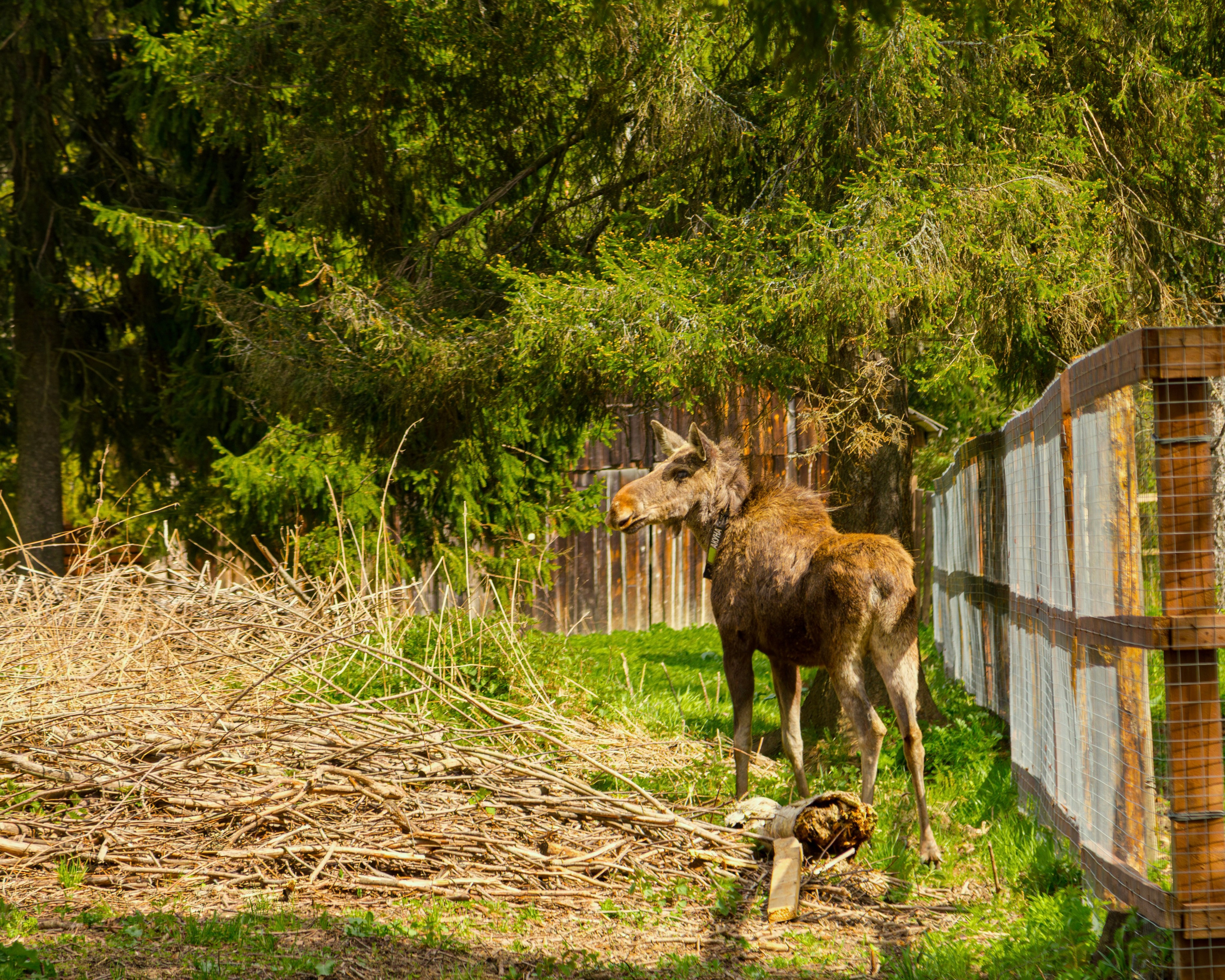 Лосеферма Сумароково. Фотограф Илья Варакин